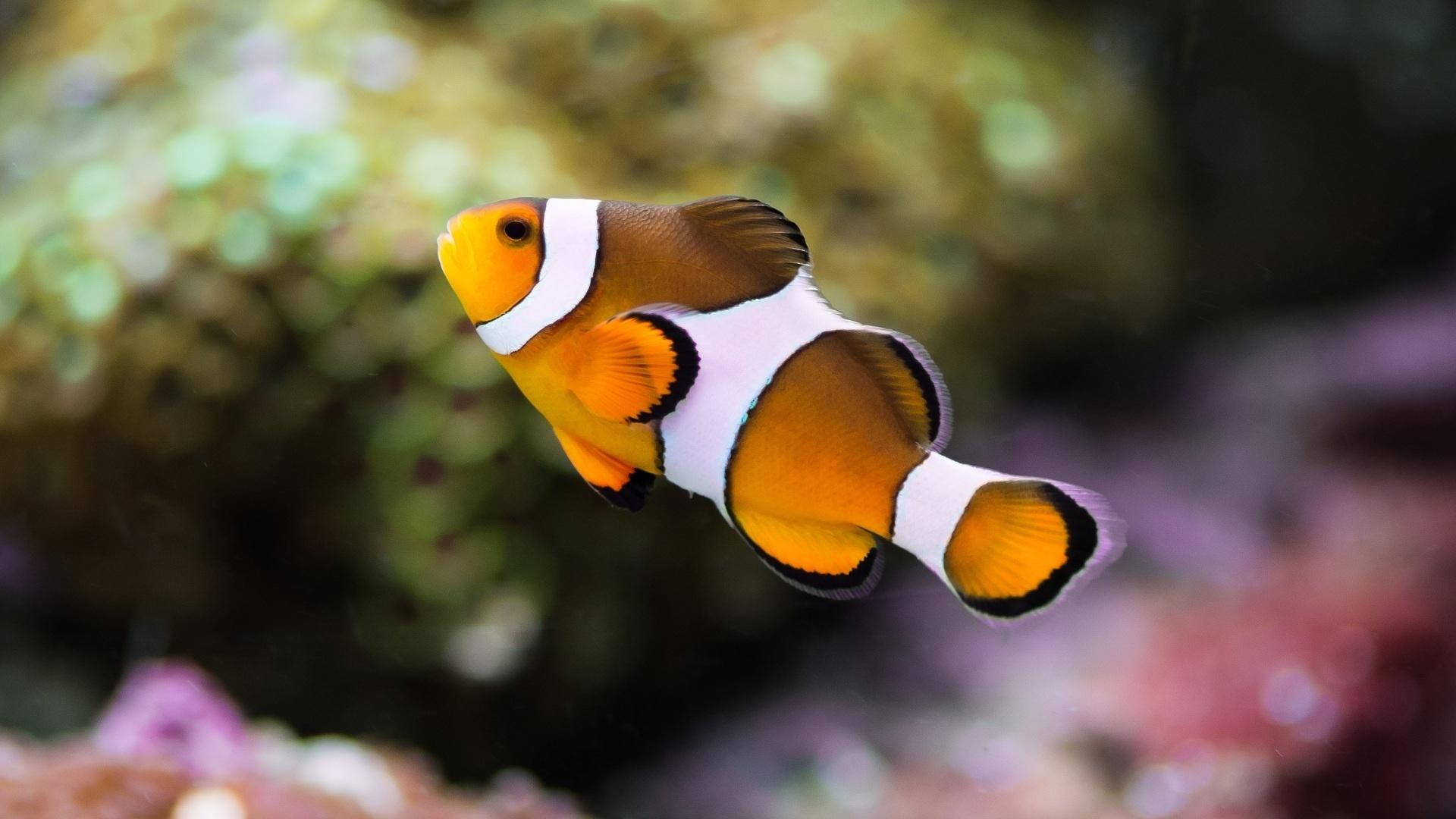 Clownfish, HD Animals, 4k Wallpaper, Image, Background, Photo