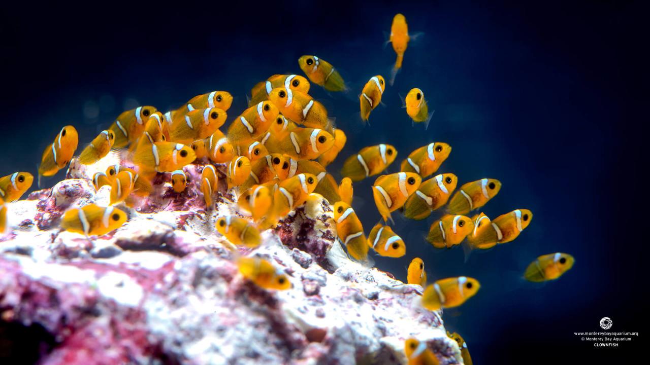 Baby Clownfish HD Wallpaper, Background Image
