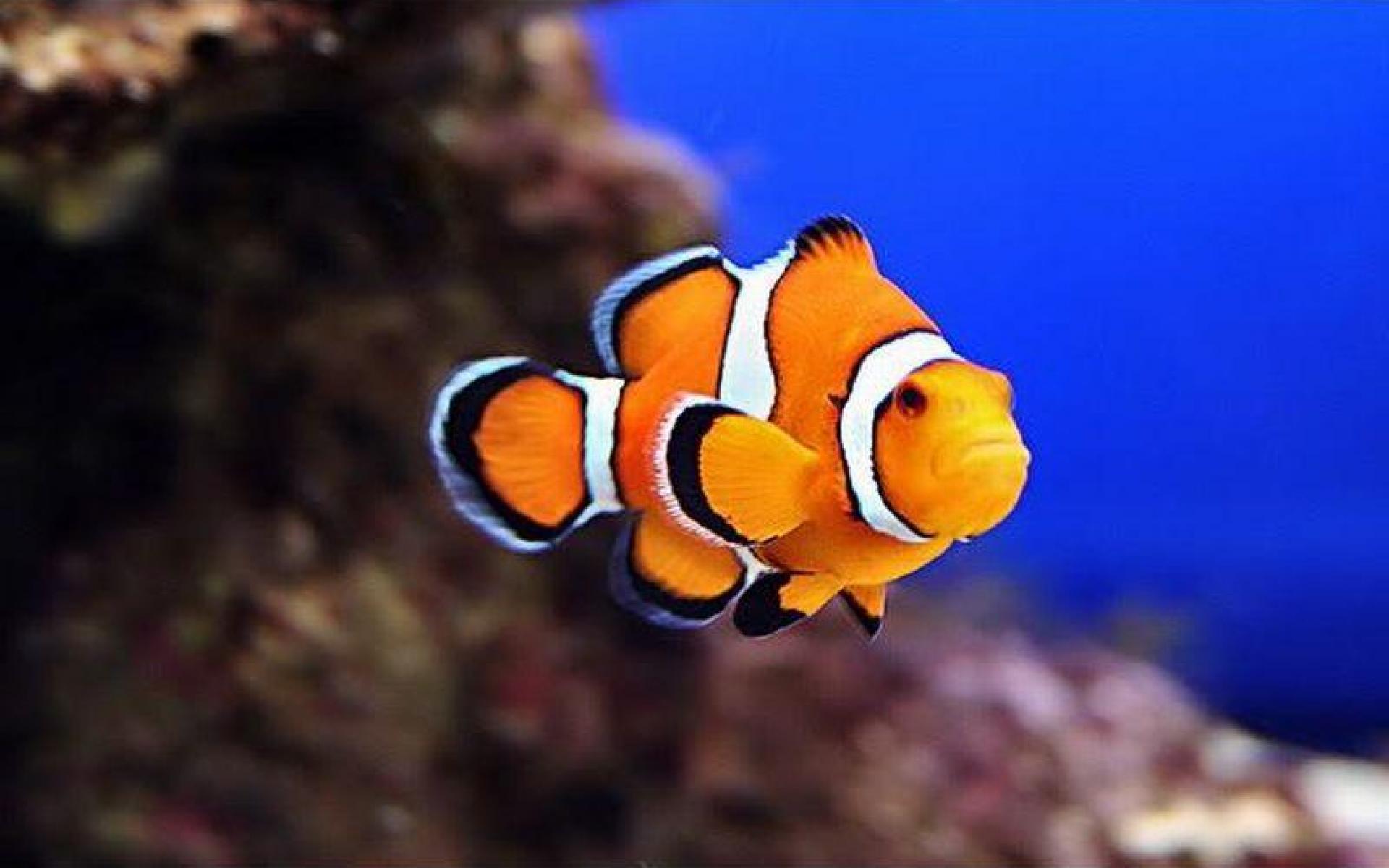 Clown Fish Wallpaper