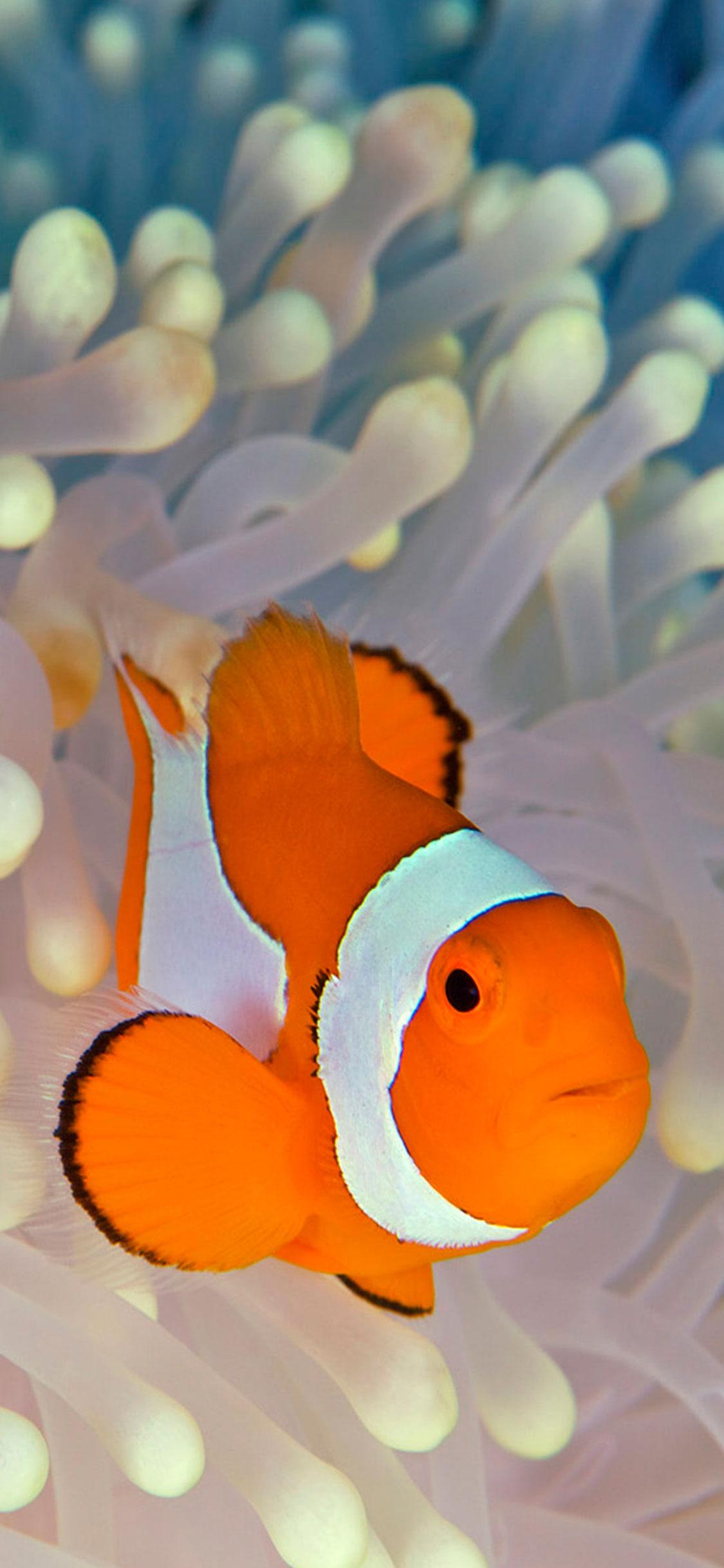 Clownfish Wallpaper for iPhone X, 6