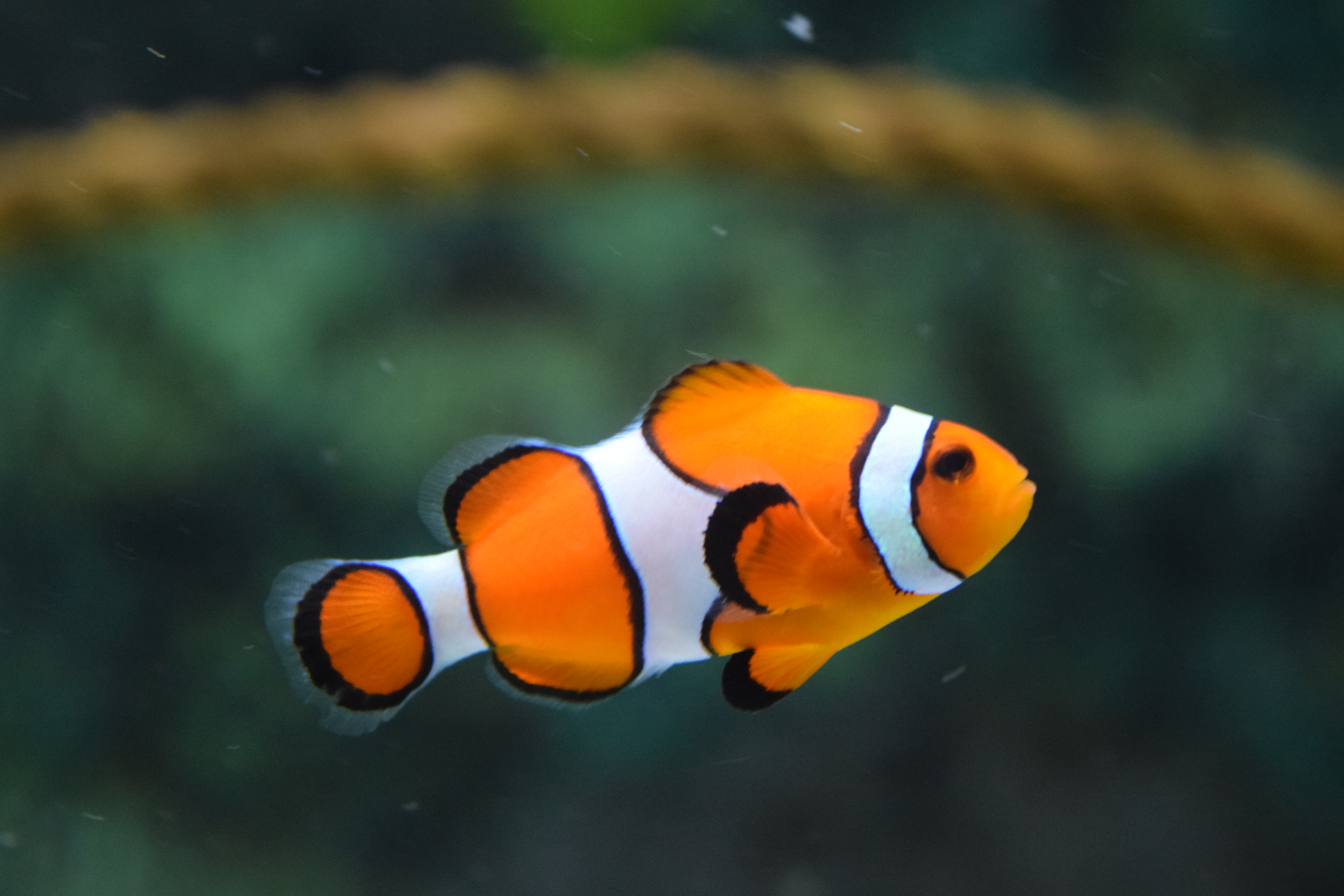 Two clown fish, sea anemones, clownfish, fish, underwater HD