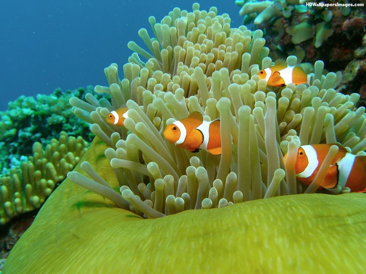 Clownfish HD Image, Picture, Photo, HD Wallpaper