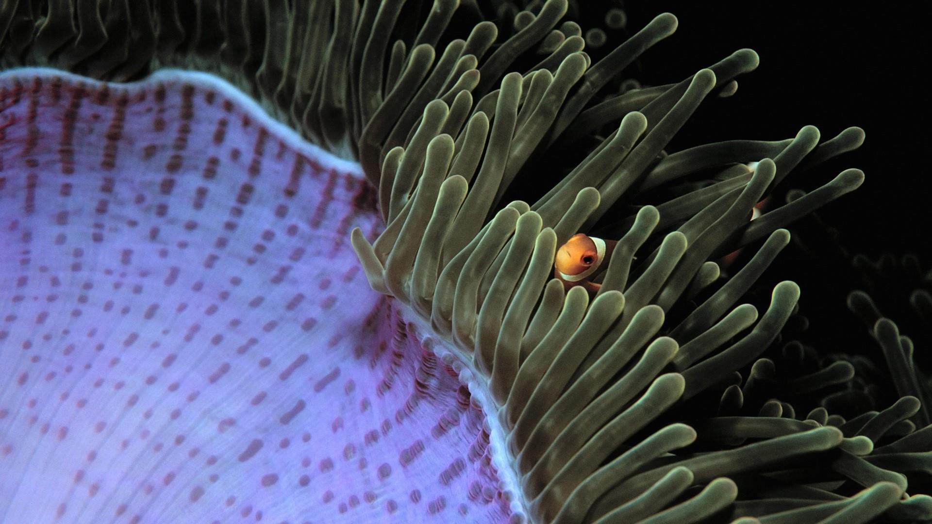 Sea Anemone With A Clownfish HD Wallpaper. Wallpaper Studio 10