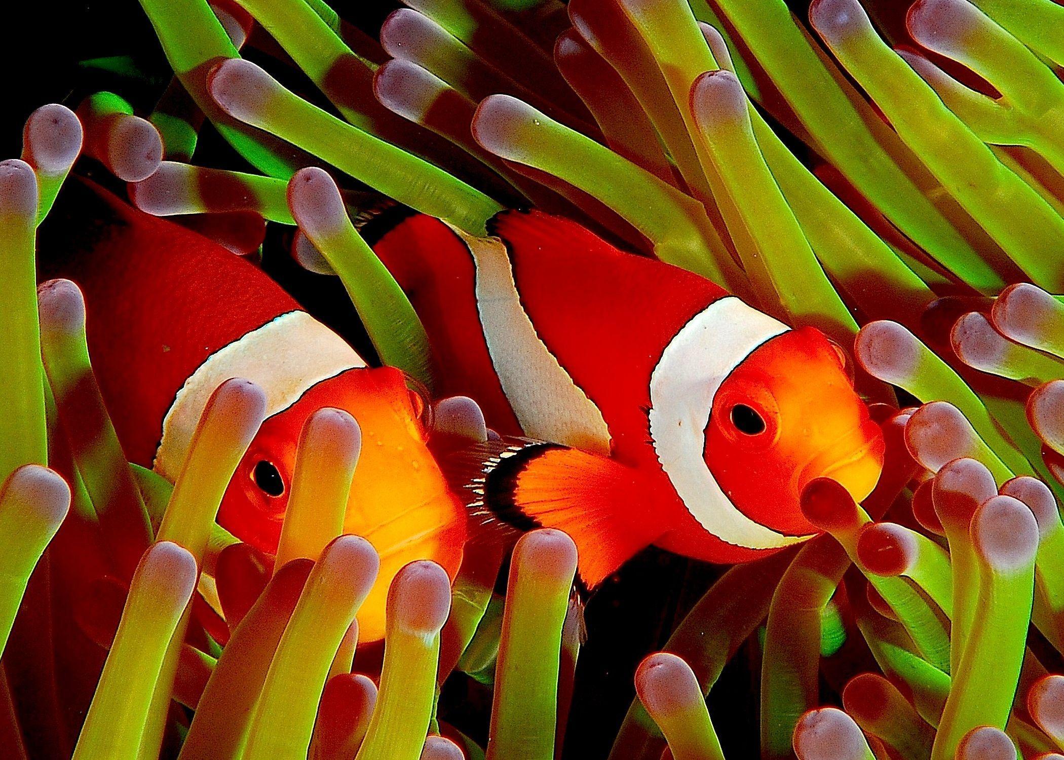 Clown Fish Wallpaper HD , Download 4K Wallpaper For Free