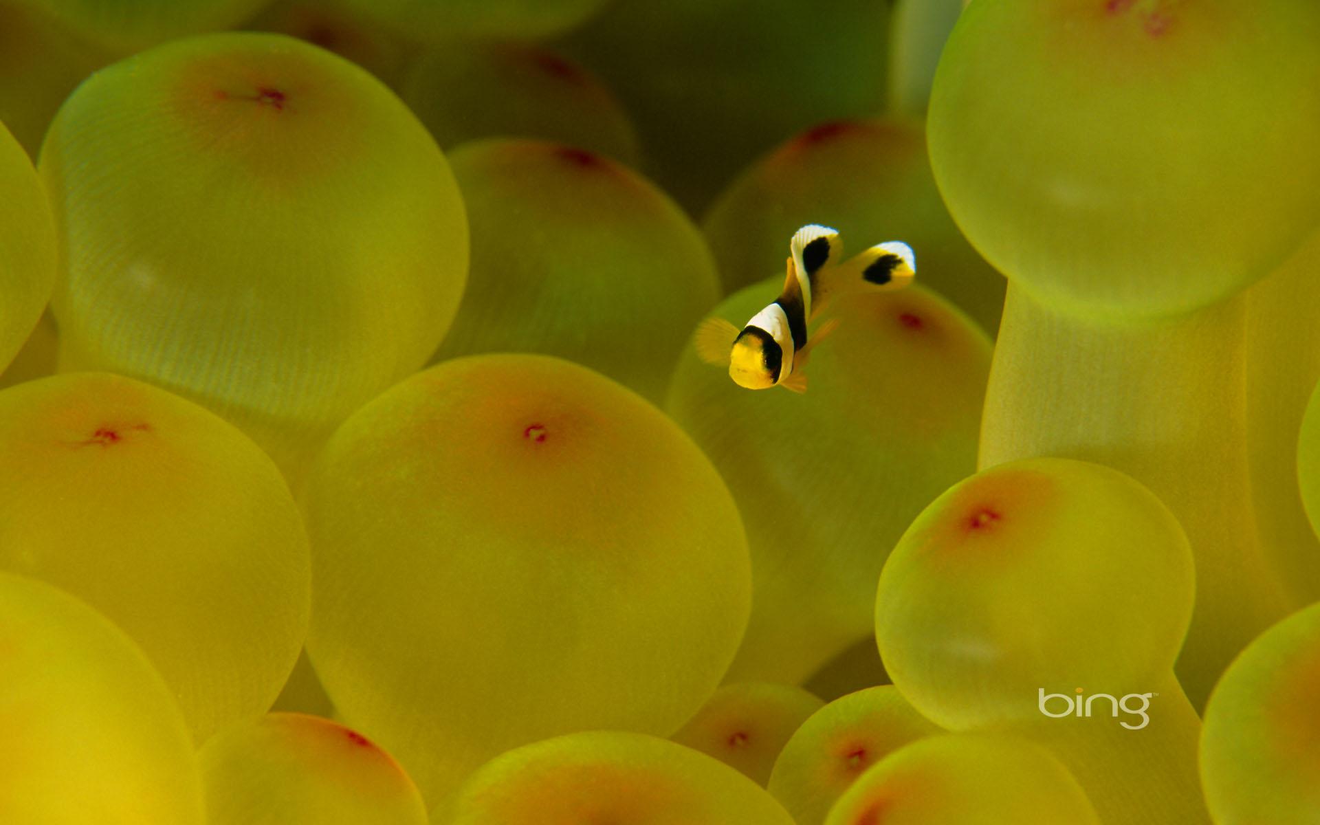 Beautiful Clown Fish Wallpaper