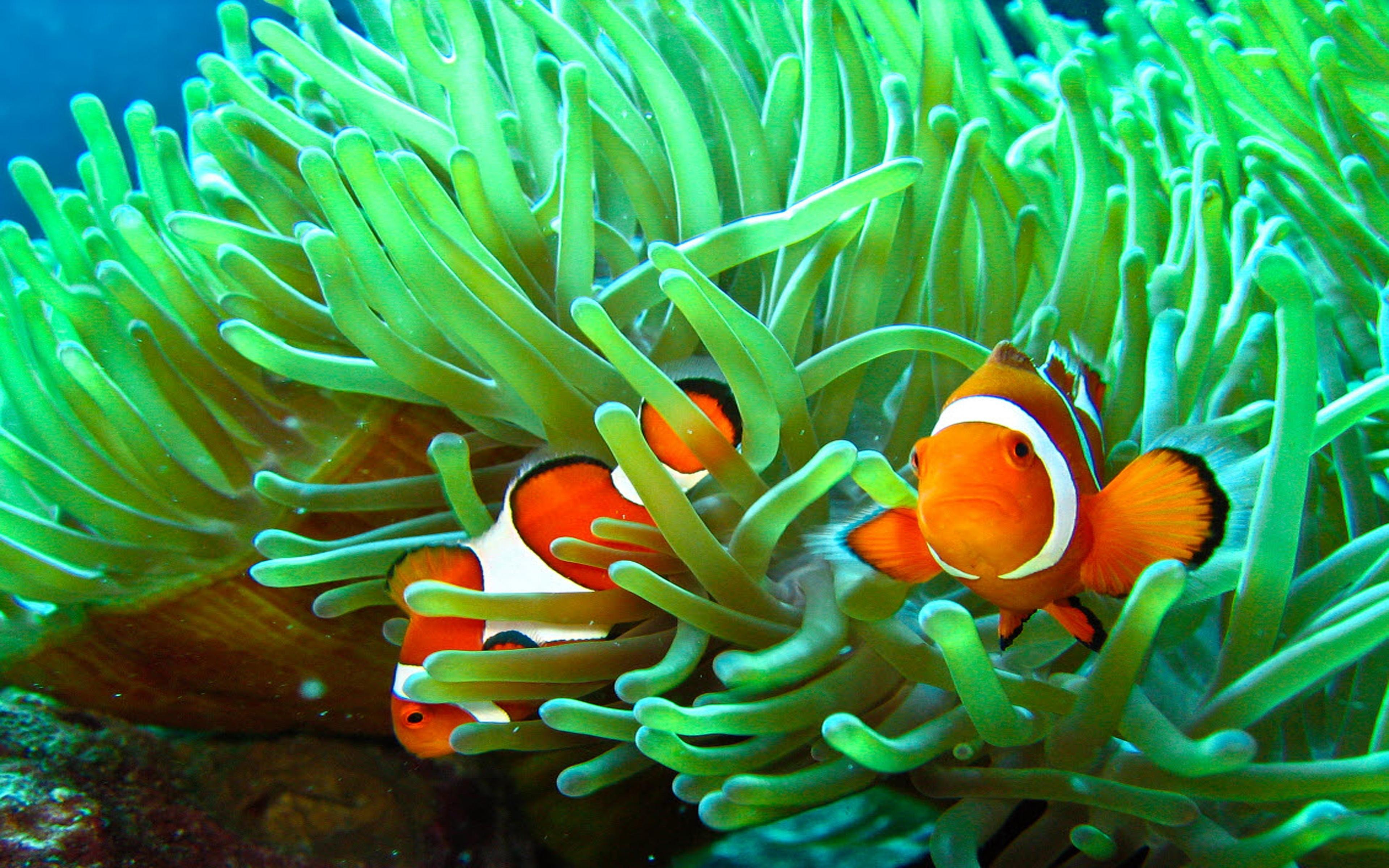 Download Amazing Clownfish And Sea Anemone Wallpaper