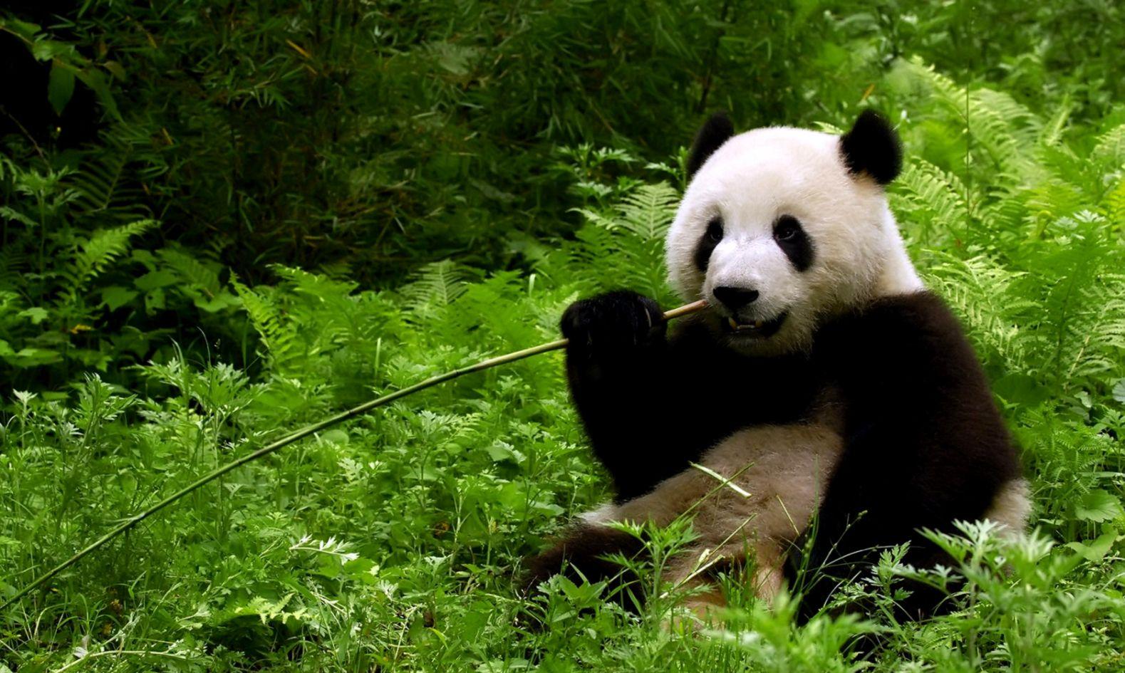 panda bear wallpaper