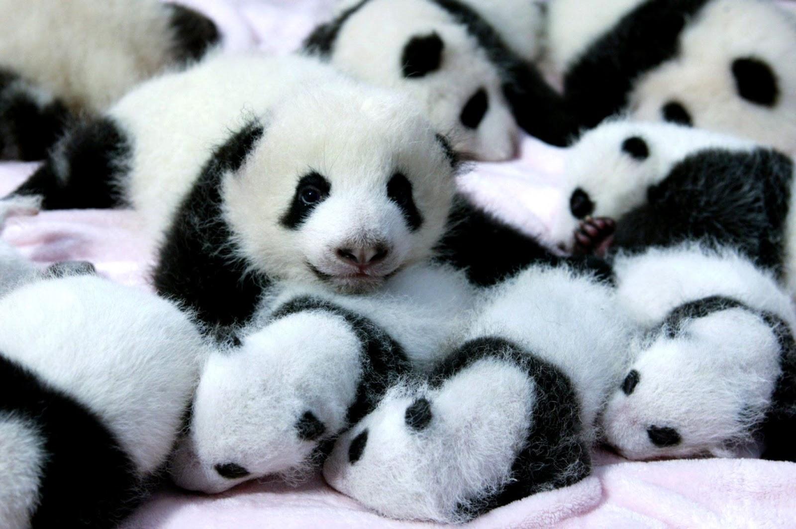 Baby Panda Bear Wallpaper
