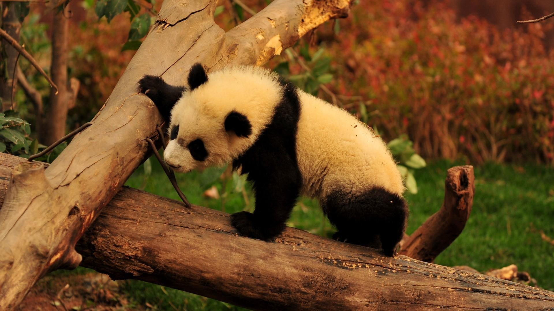 Adorable panda bear wallpaper. PC