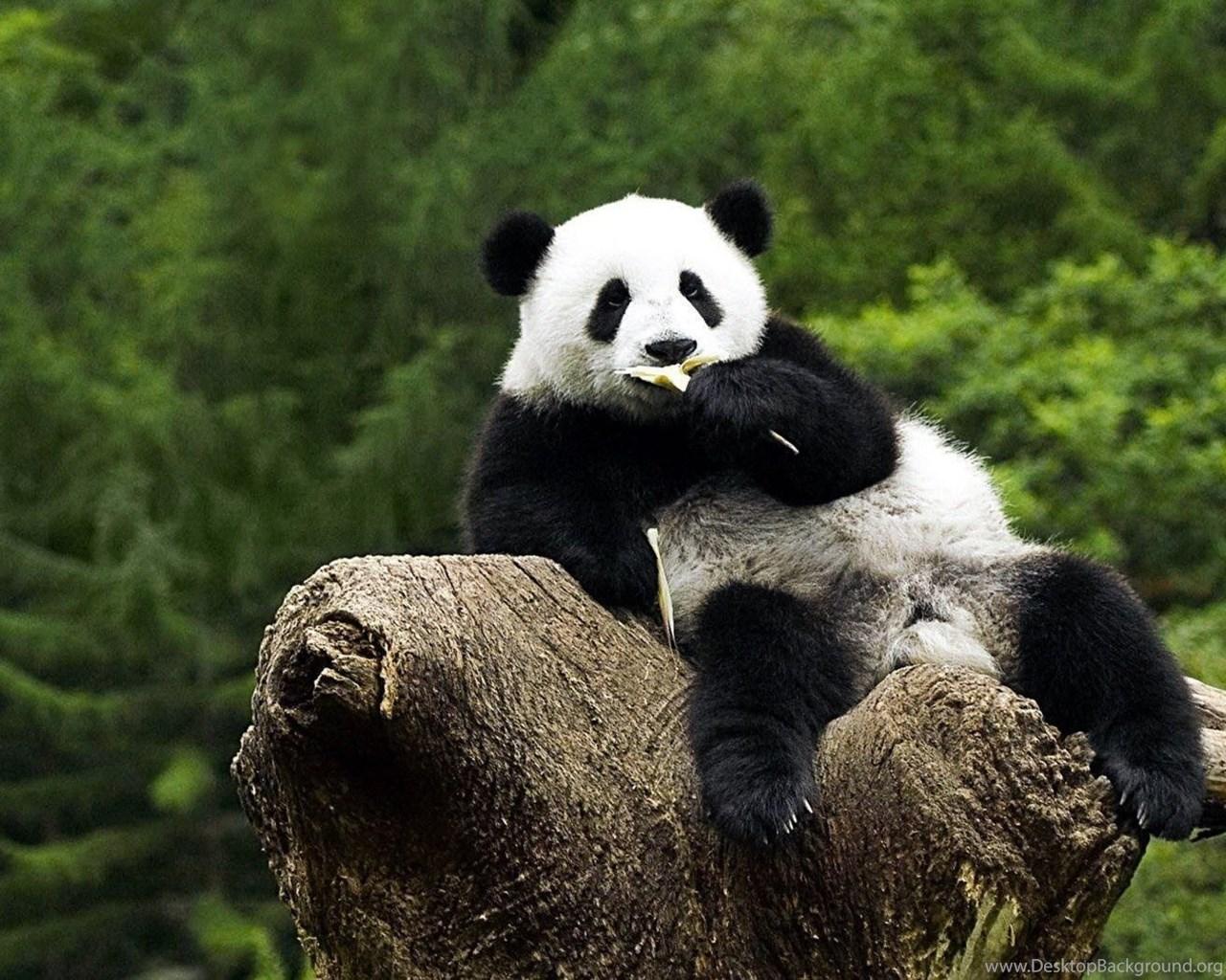 Panda Bear Wallpaper Desktop Background