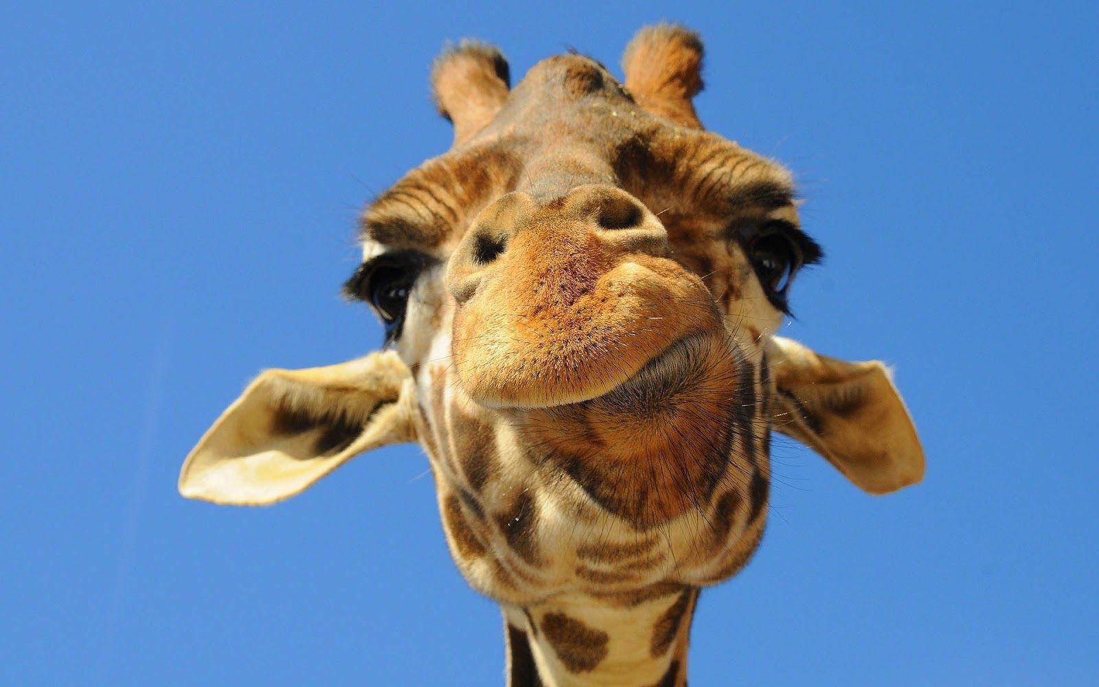 funny giraffe picture.. portrait picture of a giraffe. HD