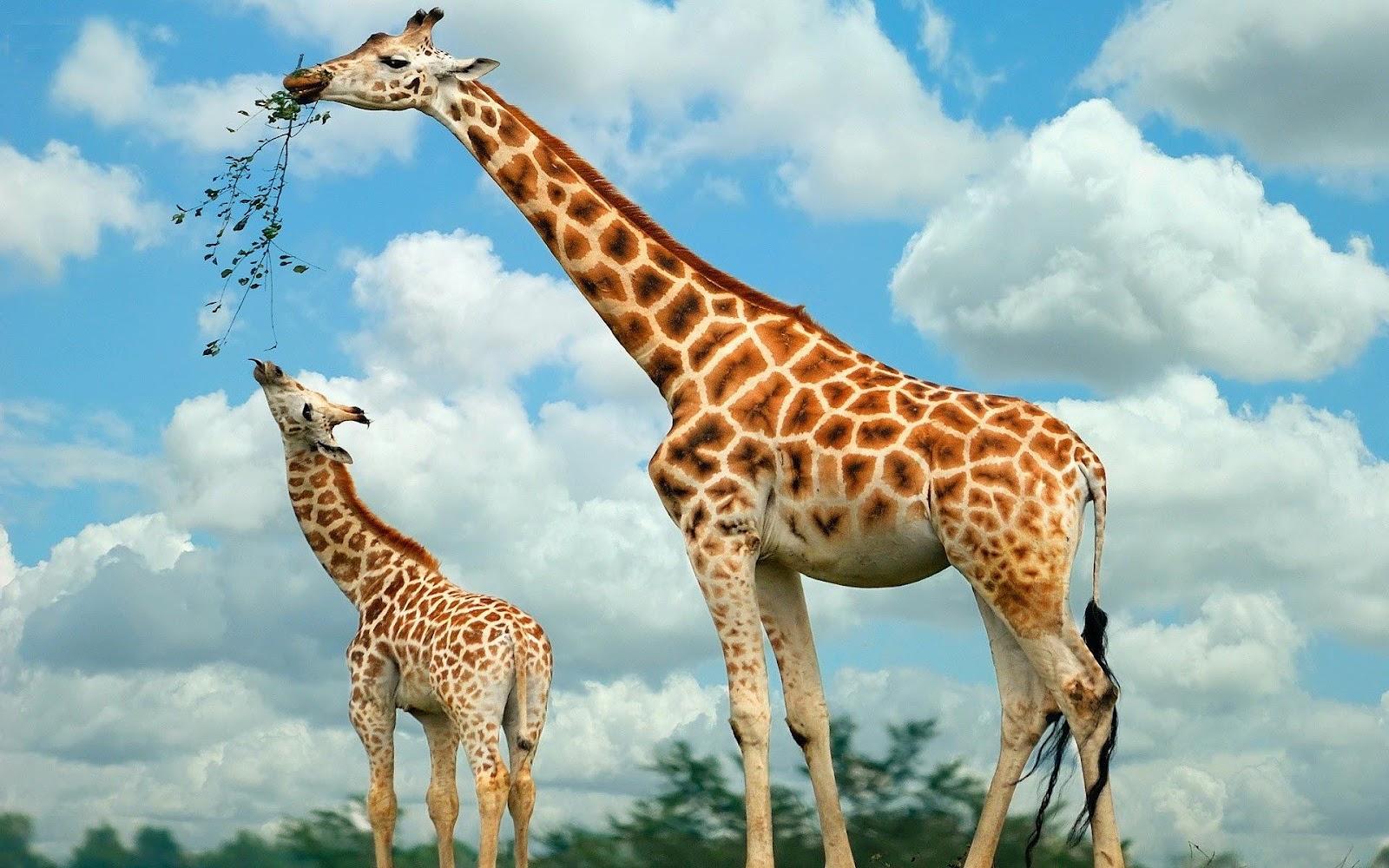African Giraffe Animal Photo HD Wallpaper Download
