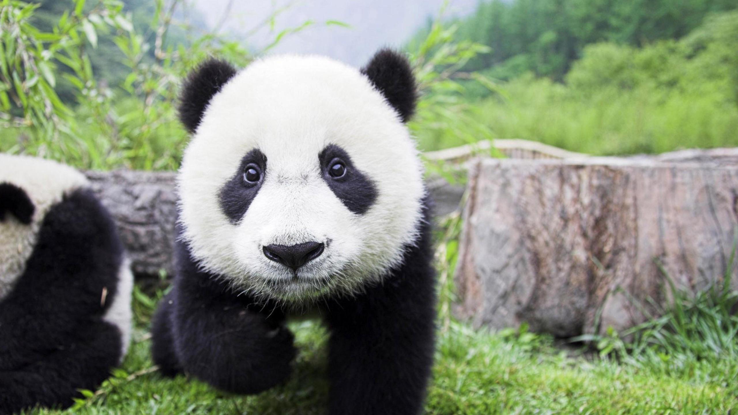 Panda Bear Wallpaper background picture