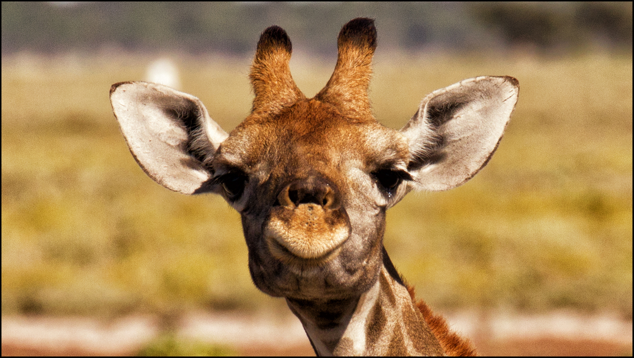 Giraffe HD Wallpaper and Background Image