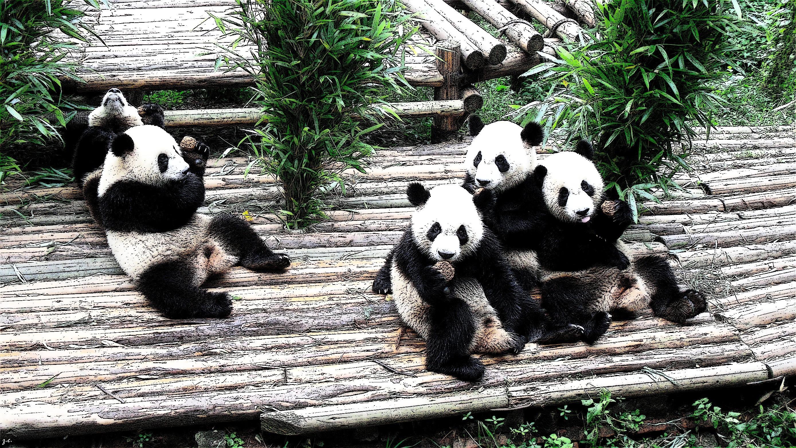 Animals panda bears wallpaper. PC
