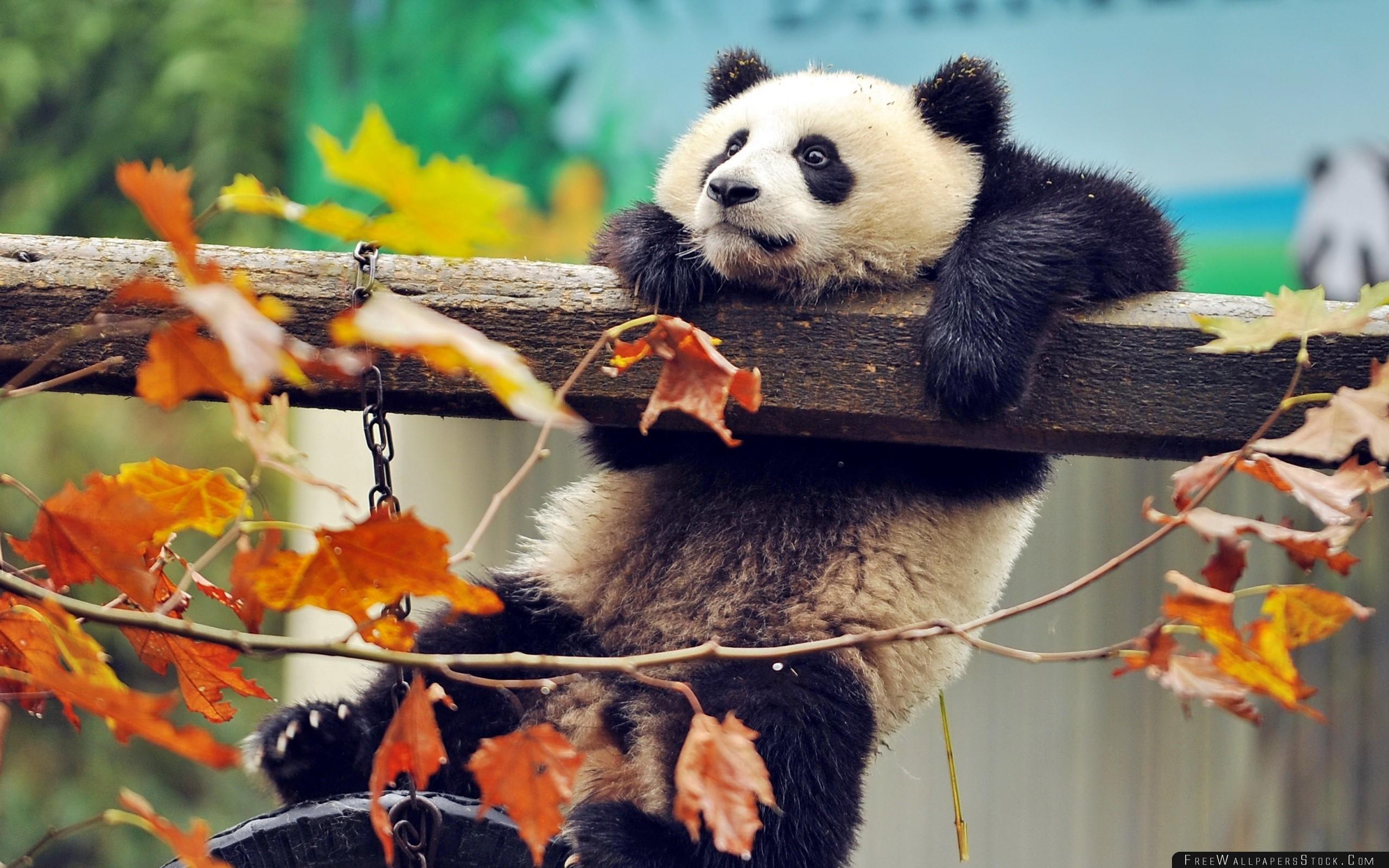 Panda Bear Branch Tree Wallpaper Wallpaper Stock