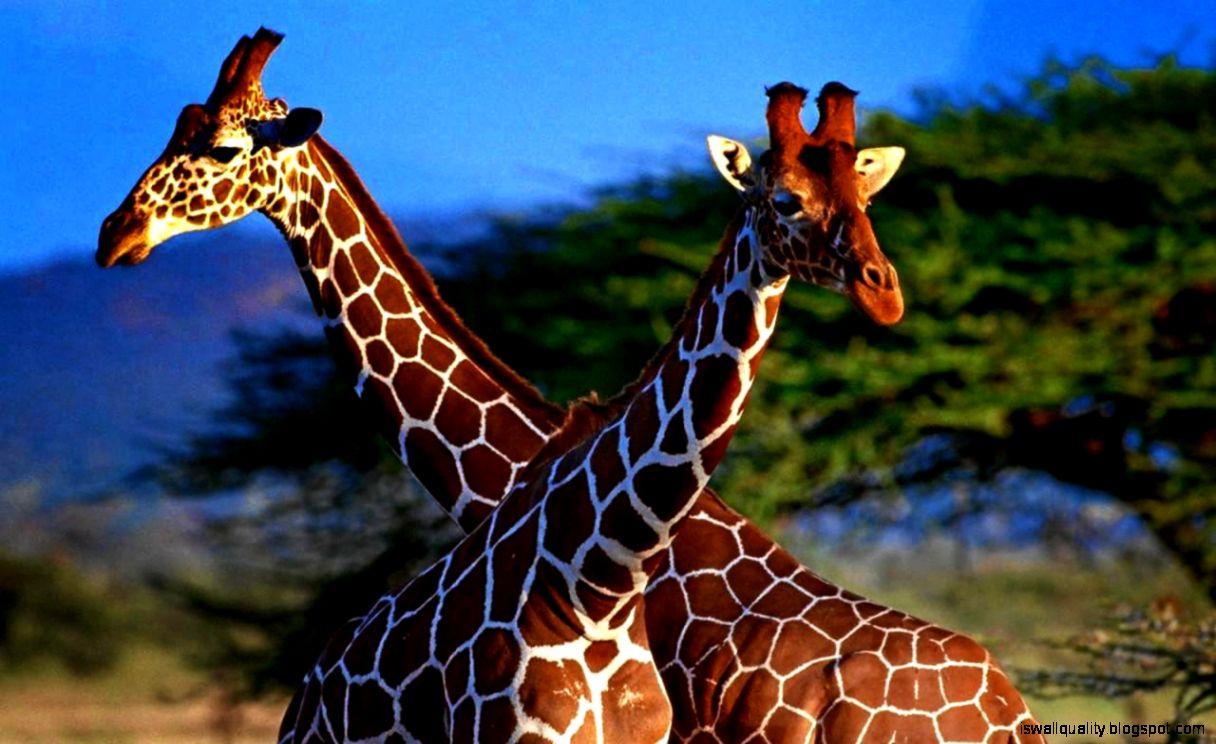Beautiful Pair Of Giraffes HD Wallpaper