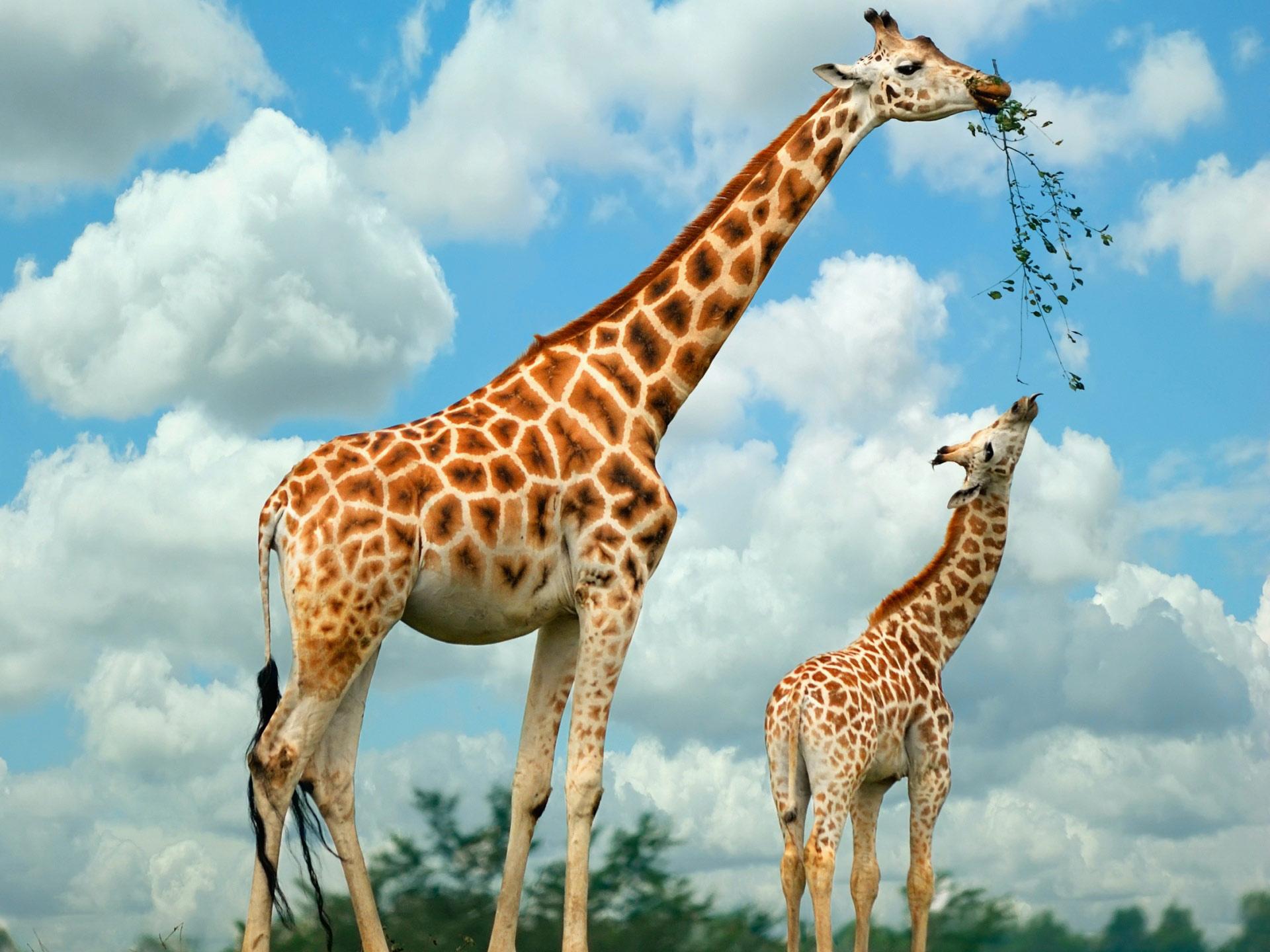 Giraffe HD Wallpaper Free 3D
