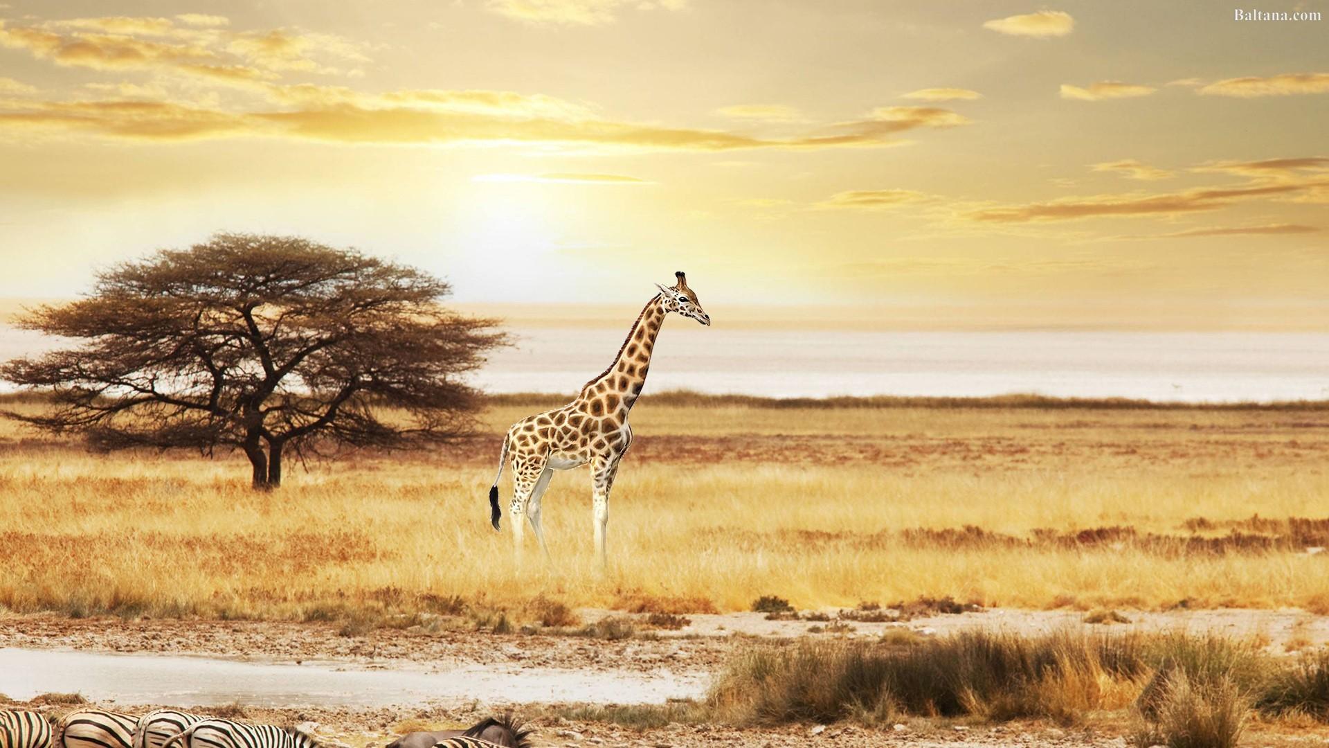 Giraffe Wallpaper HD Background, Image, Pics, Photo Free