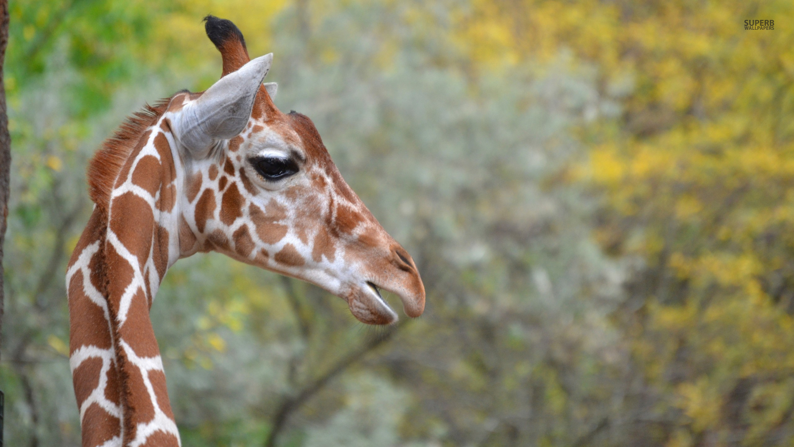 Giraffes image Giraffe HD wallpaper and background photo