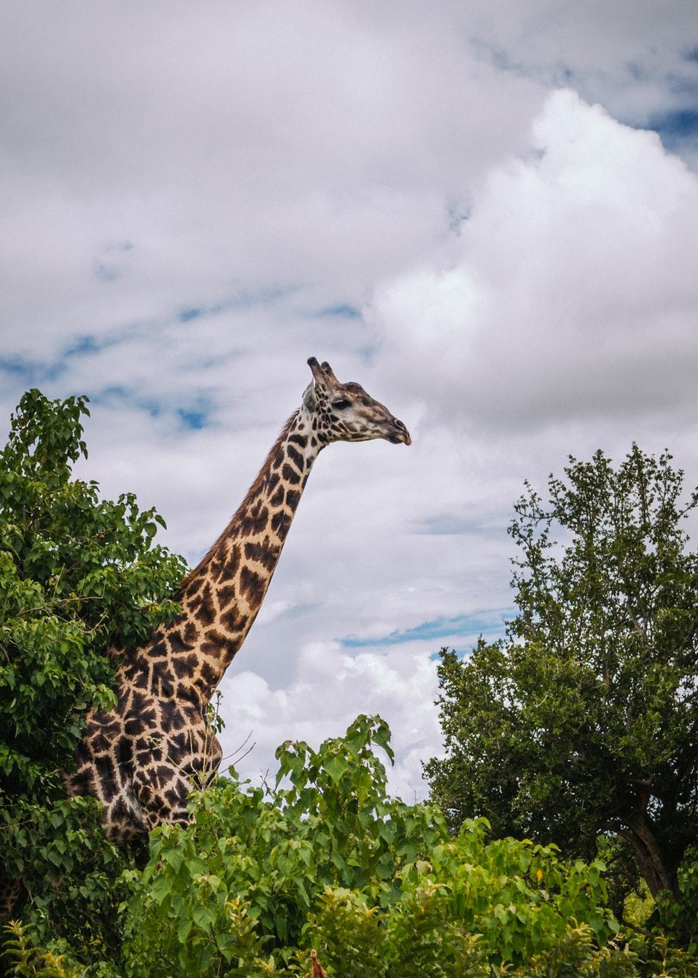 Giraffe Picture [HD]. Download Free Image