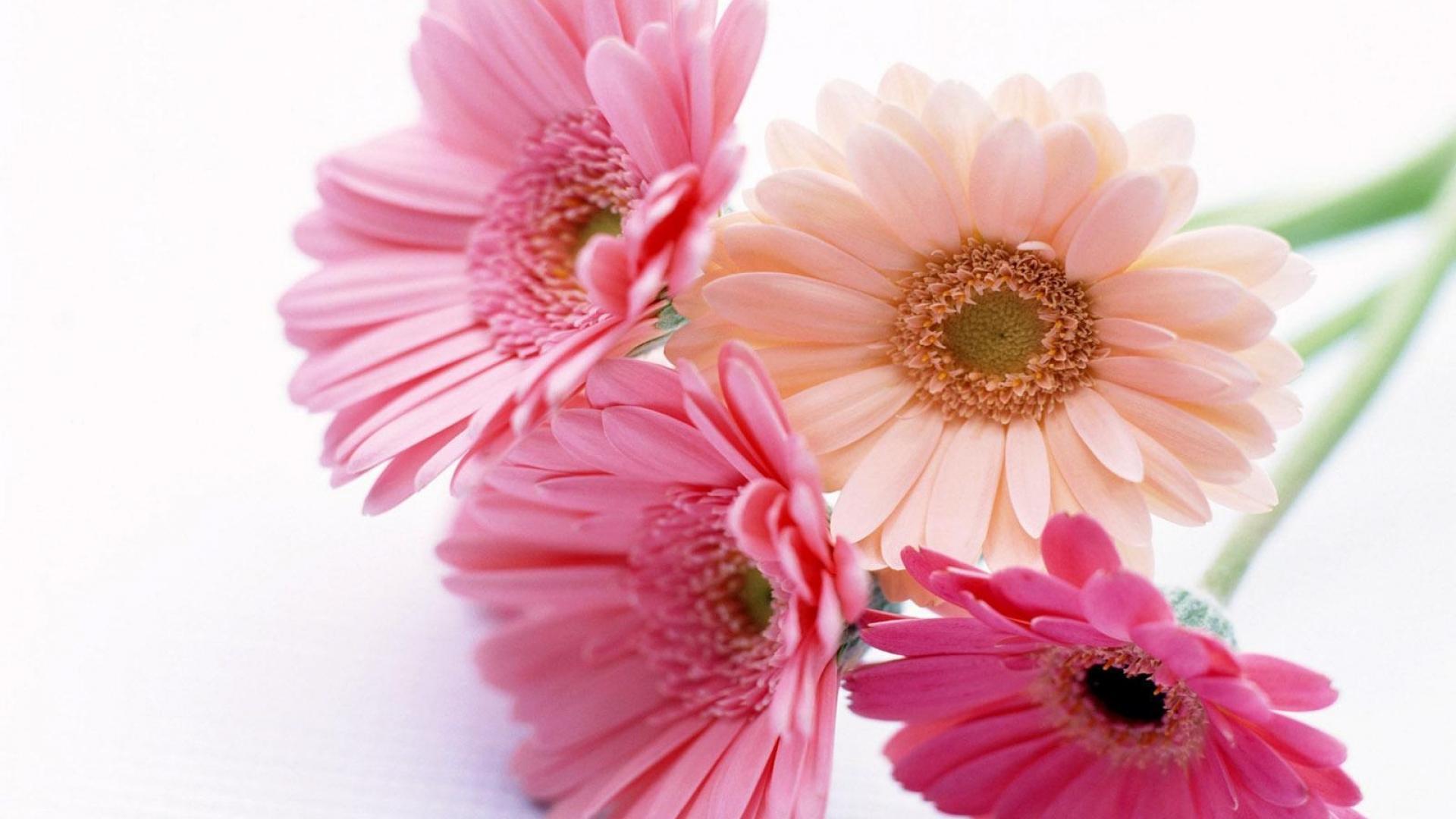 Wallpaper Pink gerbera flower glass vase 3840x2160 UHD 4K Picture Image