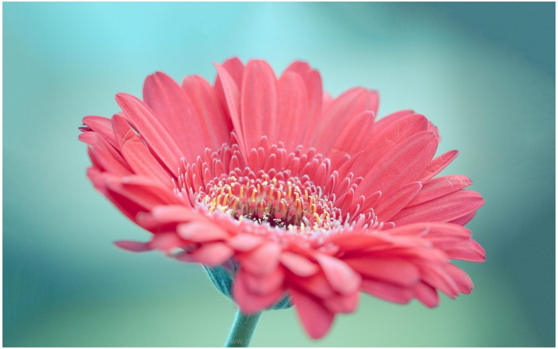 Gerbera Wallpapers - Wallpaper Cave