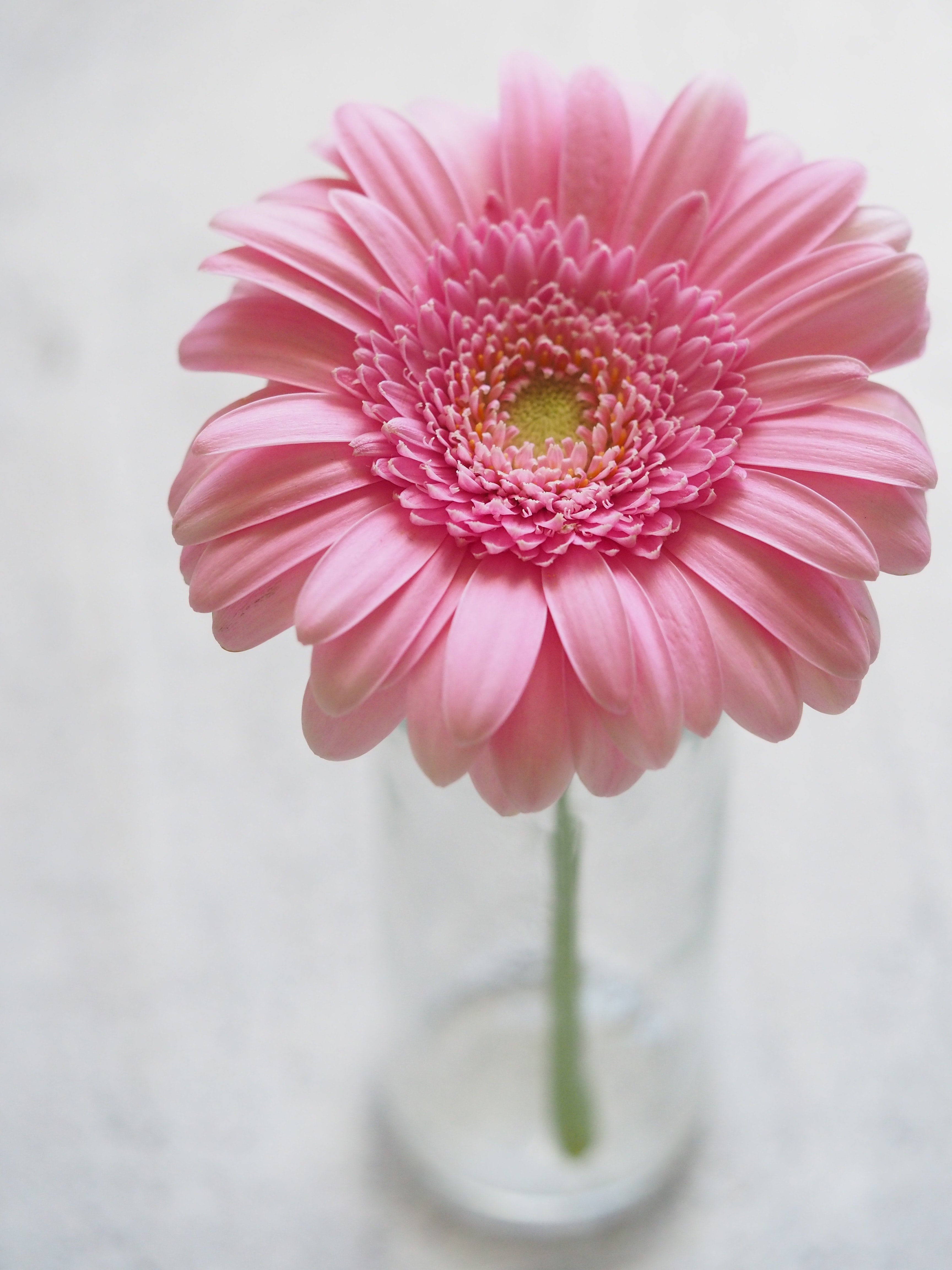 Pink Gerbera Flower in Closeup Photography · Free
