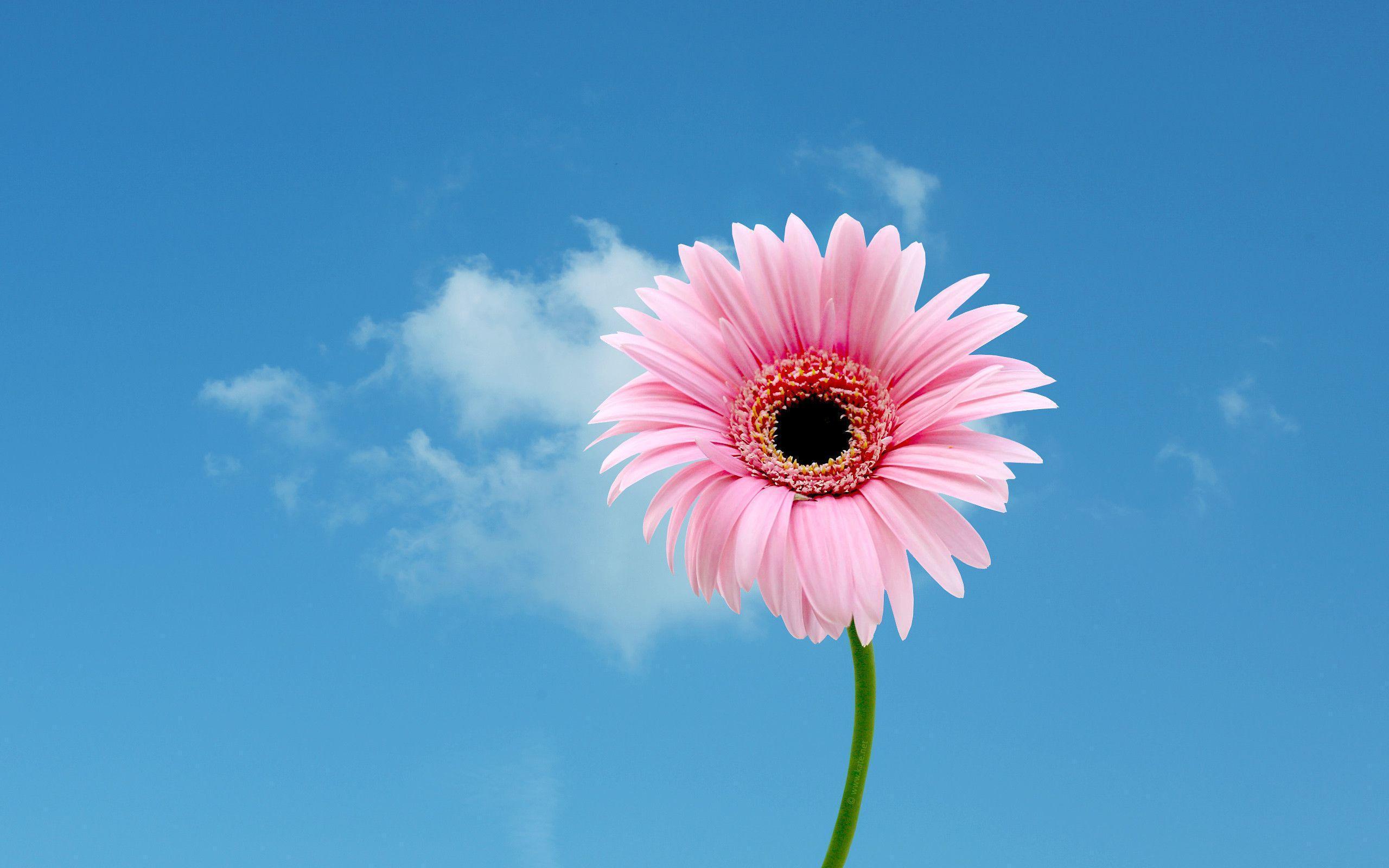 Wallpaper Of Gerbera Daisy Wallpaper