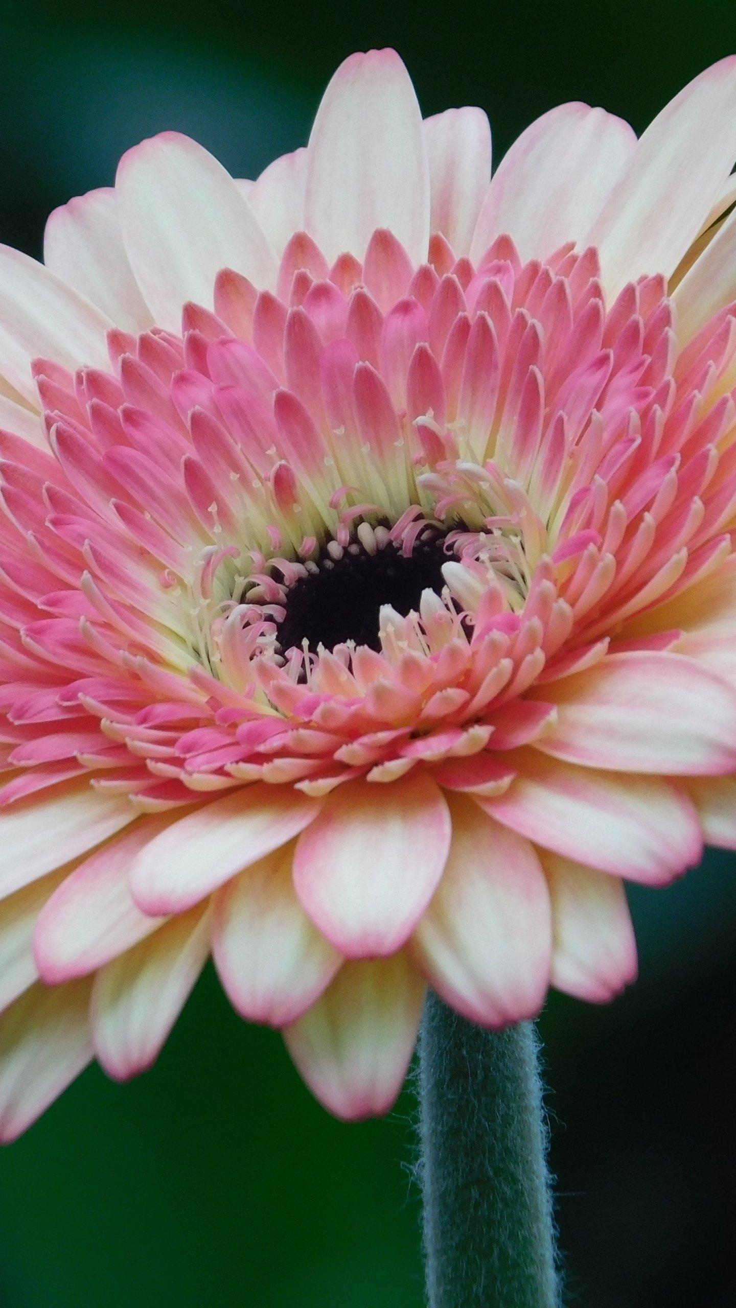Pink Gerbera Daisy Flower Wallpaper, Android & Desktop