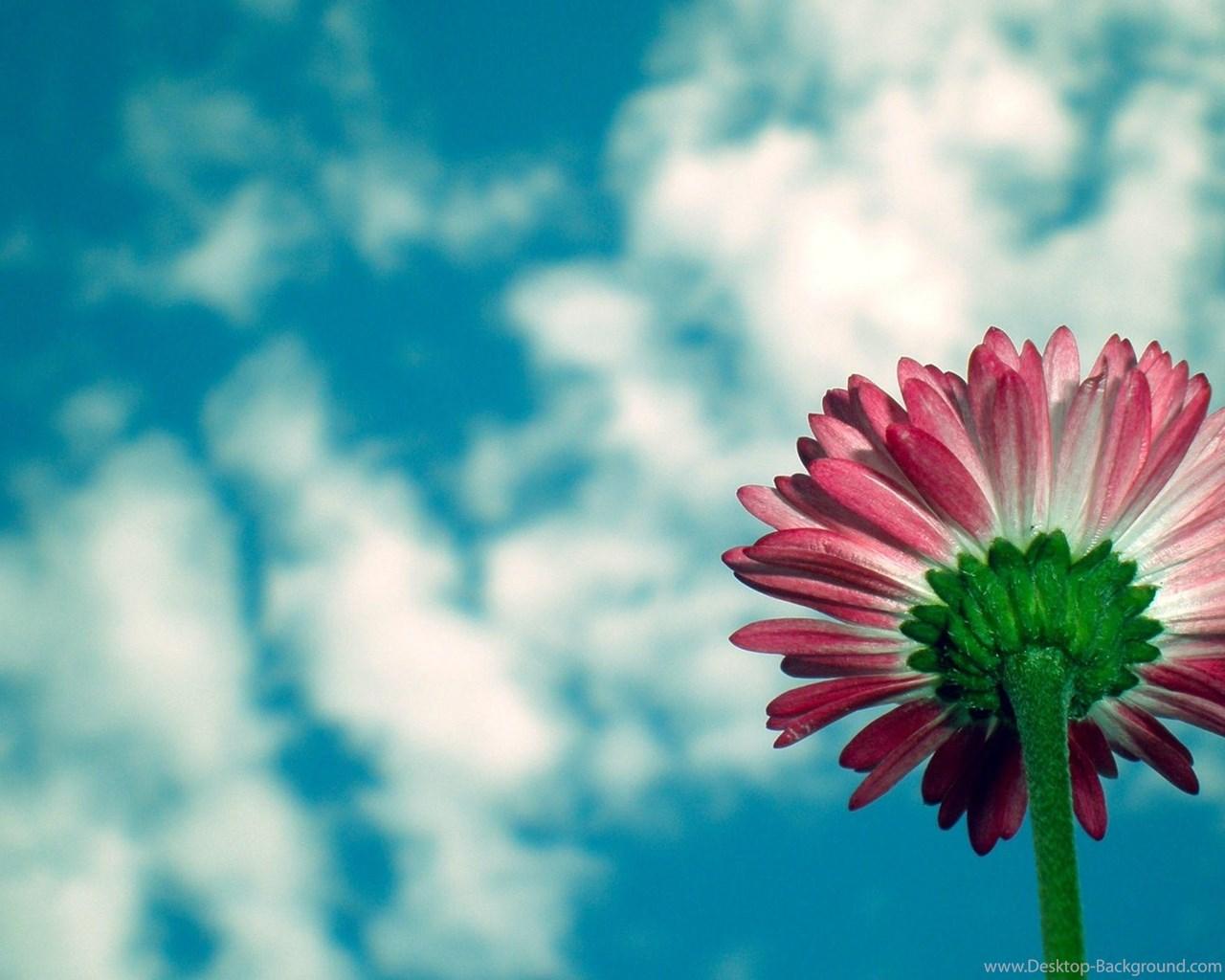 Download Gerbera Wallpaper HD 4915 1920x1200 Px High Resolution