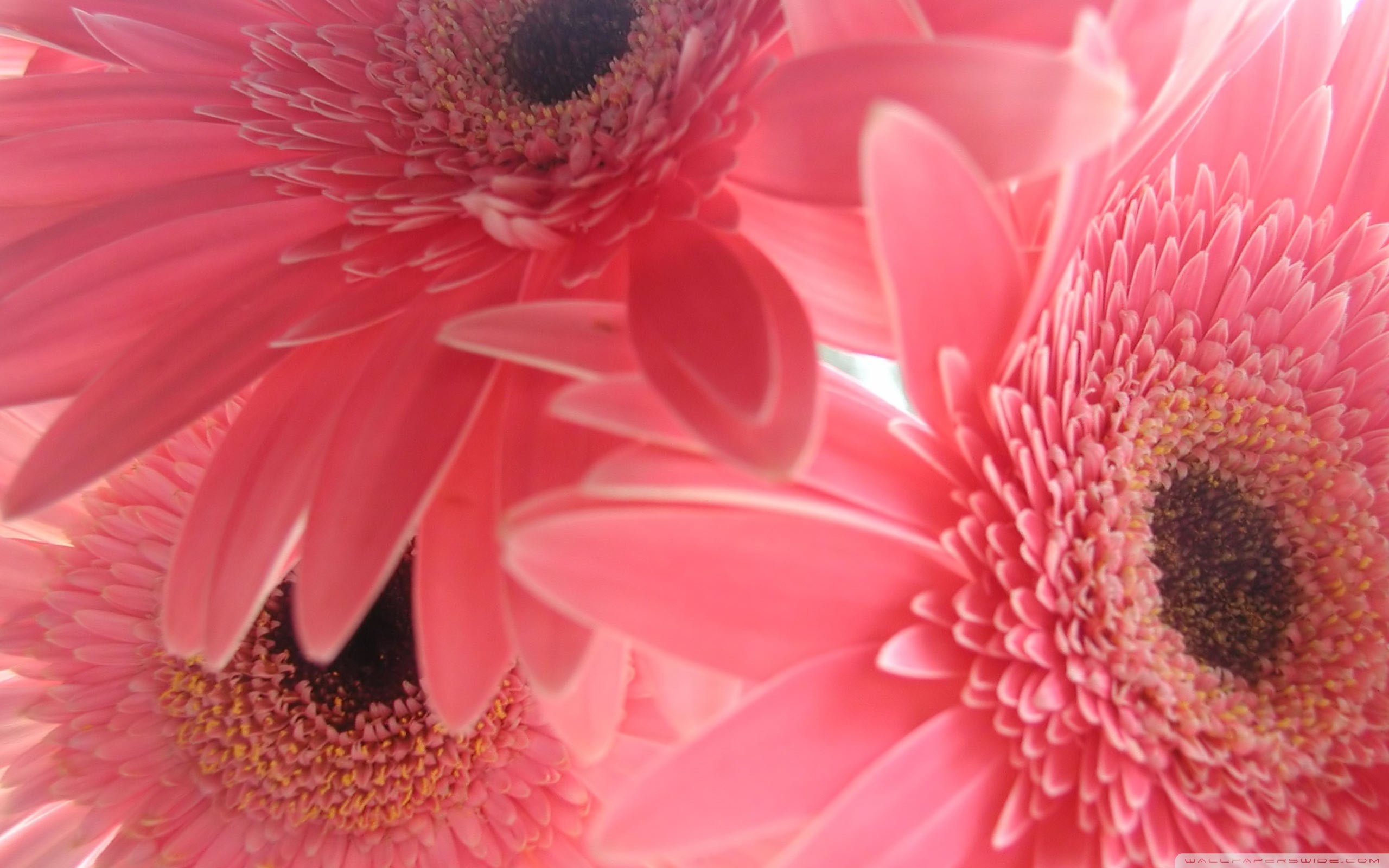 Pink Gerbera Flowers Wallpaper 2560x1600, Wallpaper13.com