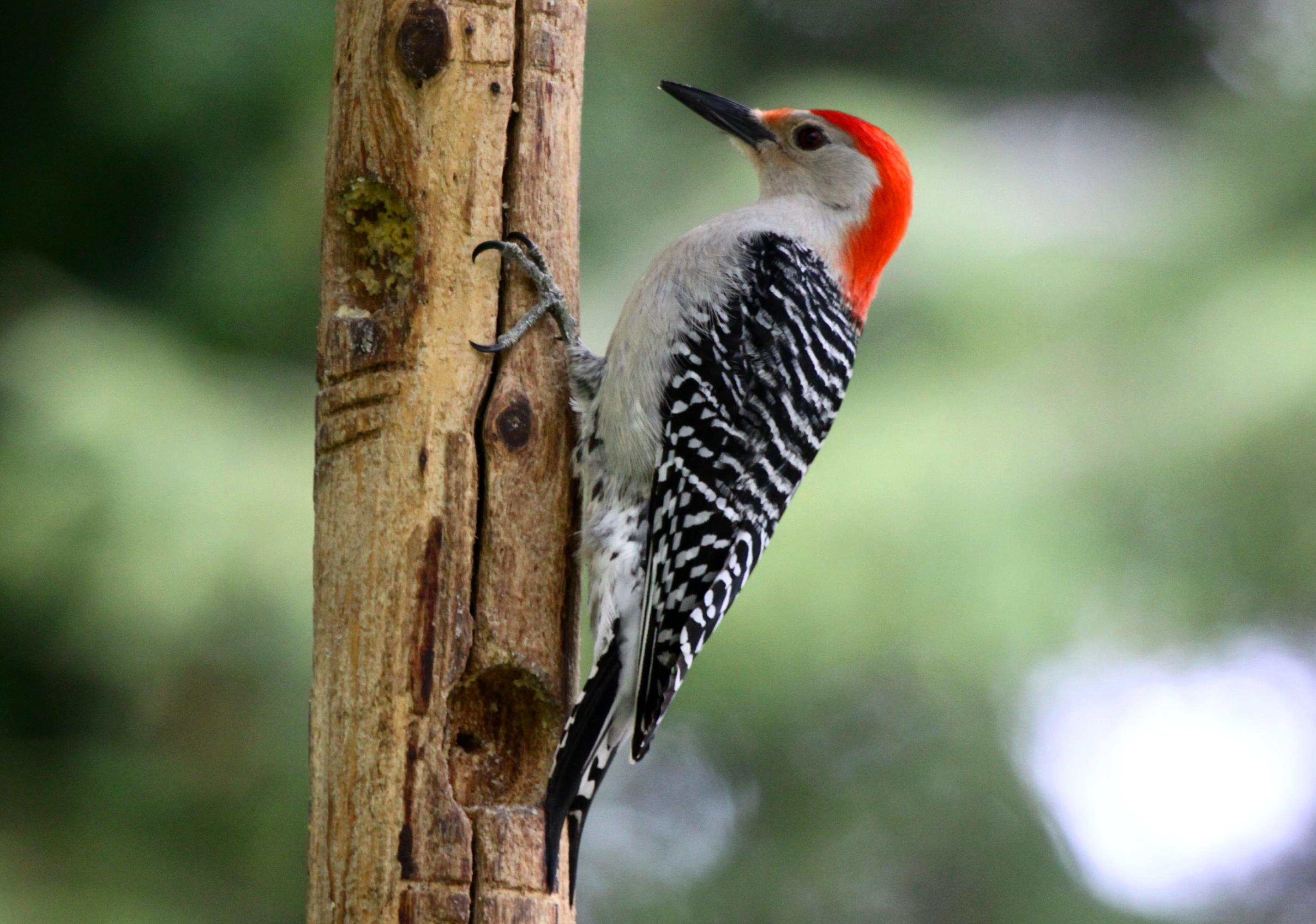 Woodpecker Bird Image Free HD Wallpaper Download