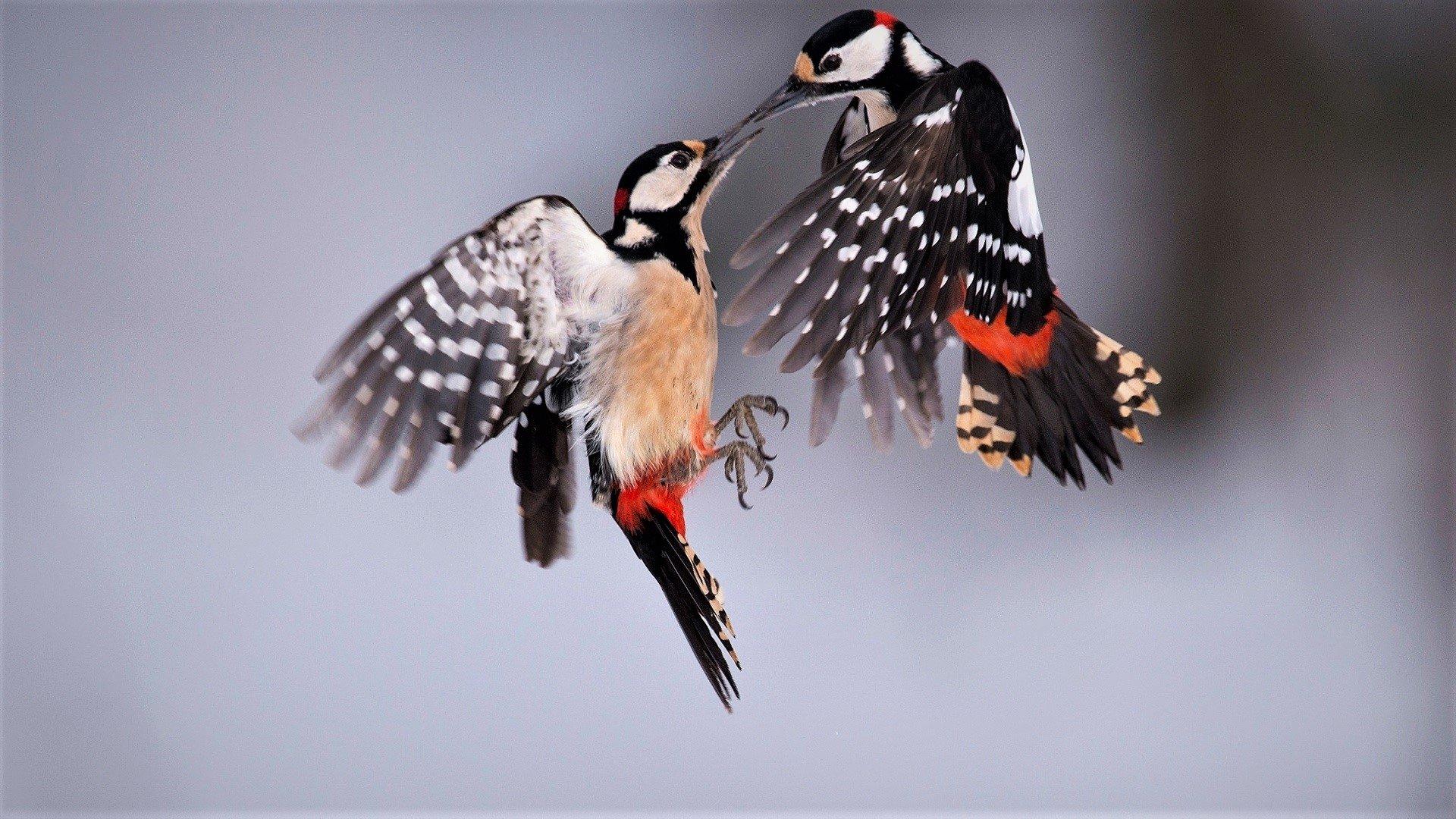Great Spotted Woodpeckers HD Wallpaper. Background Image