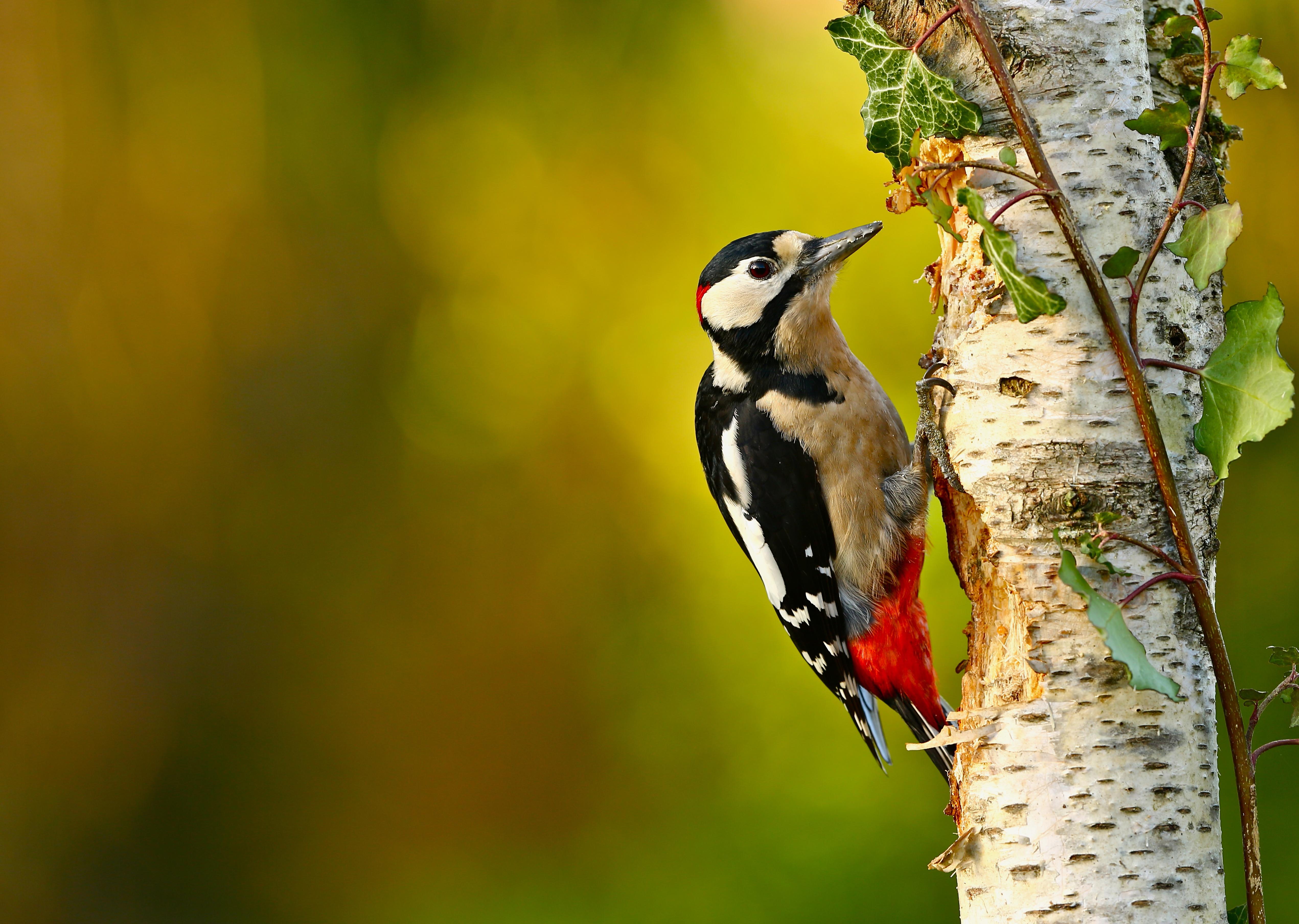 Great Spotted Woodpecker 4k Ultra HD Wallpaper. Background Image