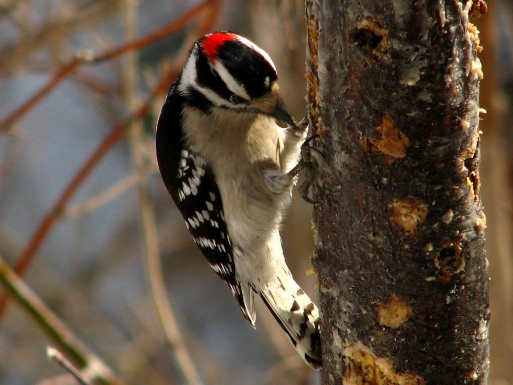 Downy Woodpecker #Wallpaper