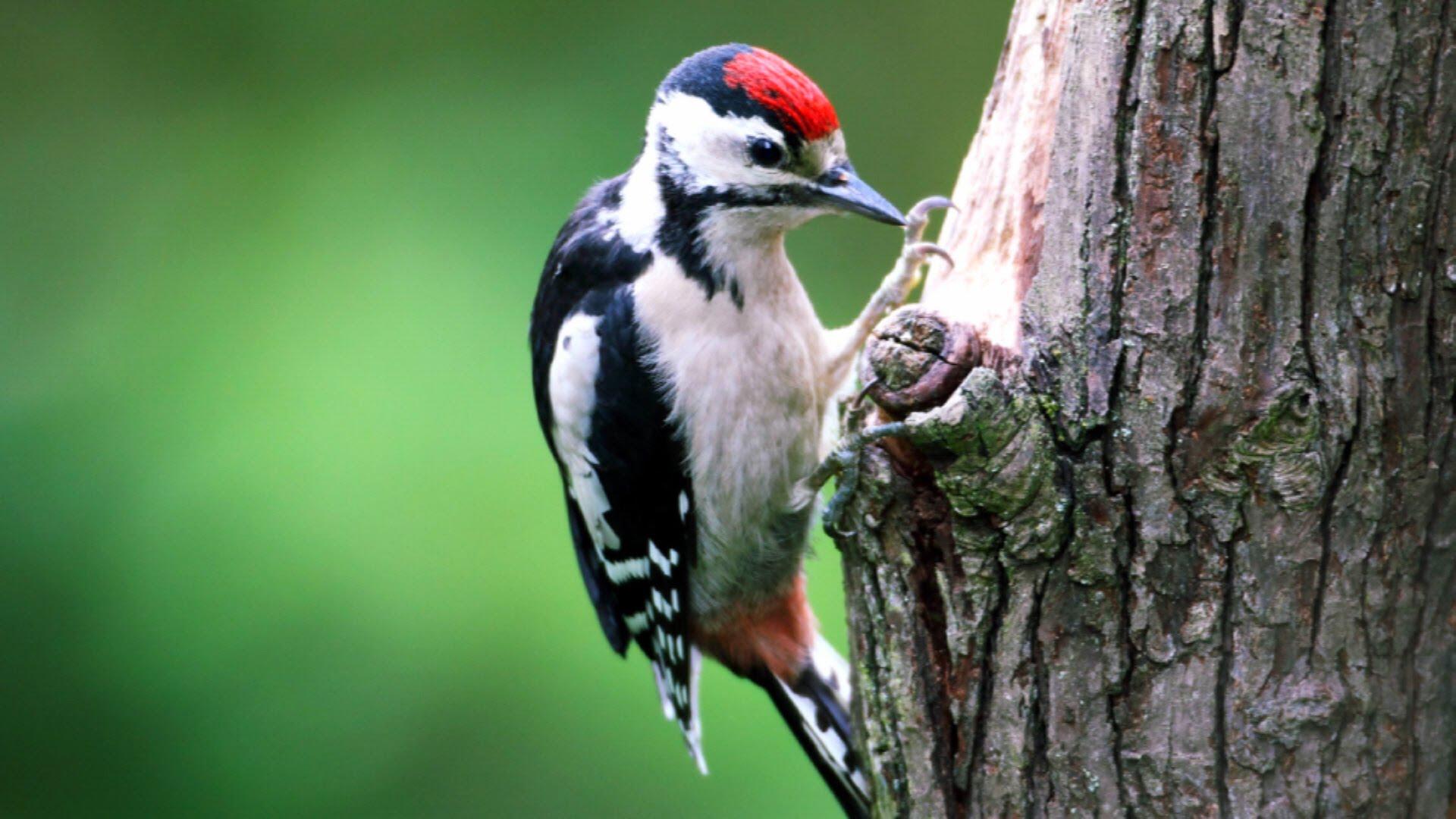 Wallpaper Blink of Woodpecker Wallpaper HD for Android