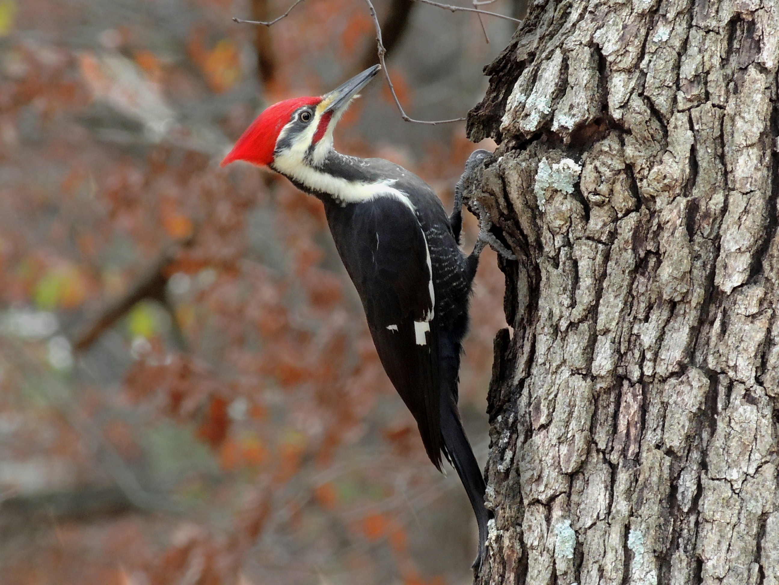 Woodpecker Bird Photo HD Wallpaper