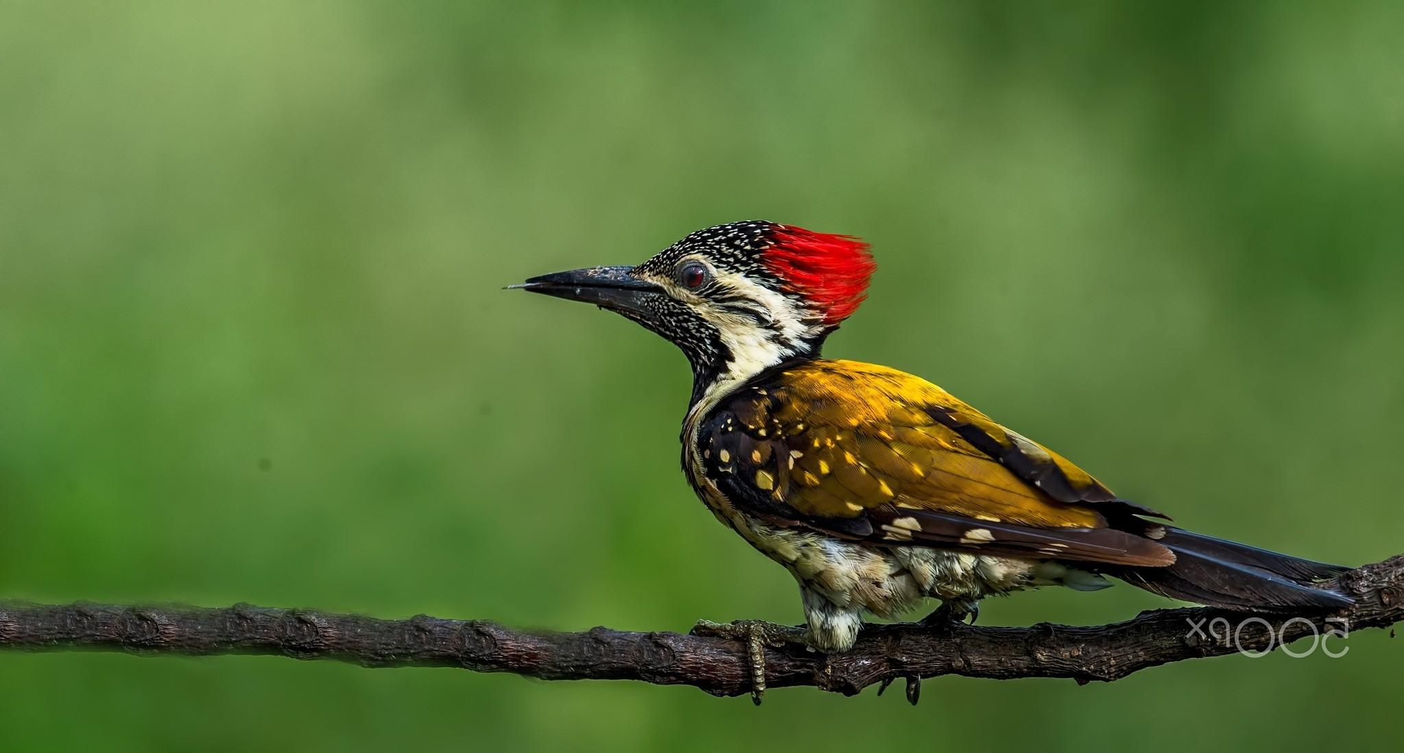 Woodpecker Wallpaper background picture
