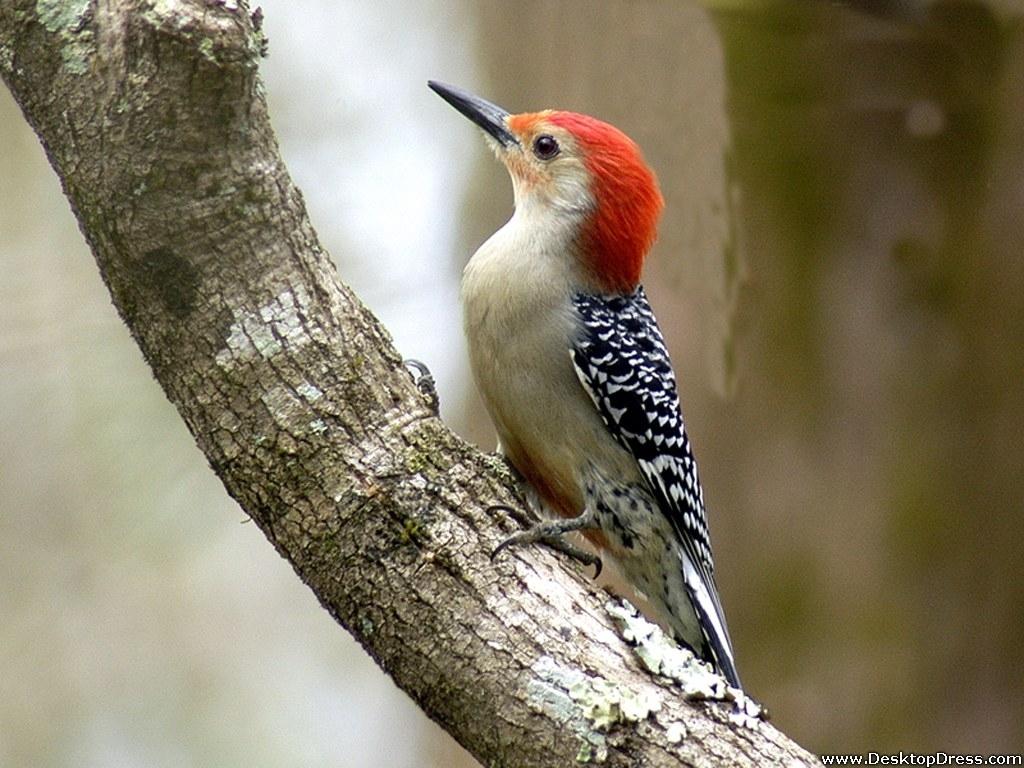 Download Red Bellied Woodpecker Wallpaper Wallpaper Image