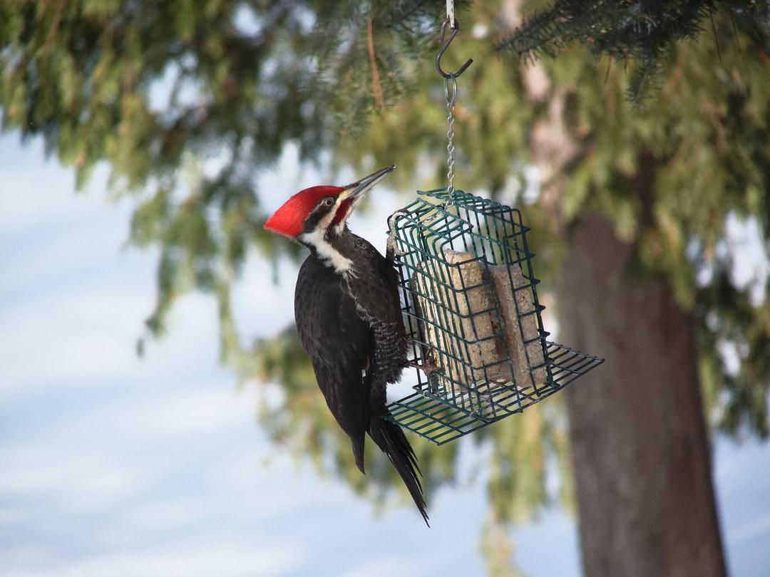 Bird Woodpecker Picture. Download Free Image