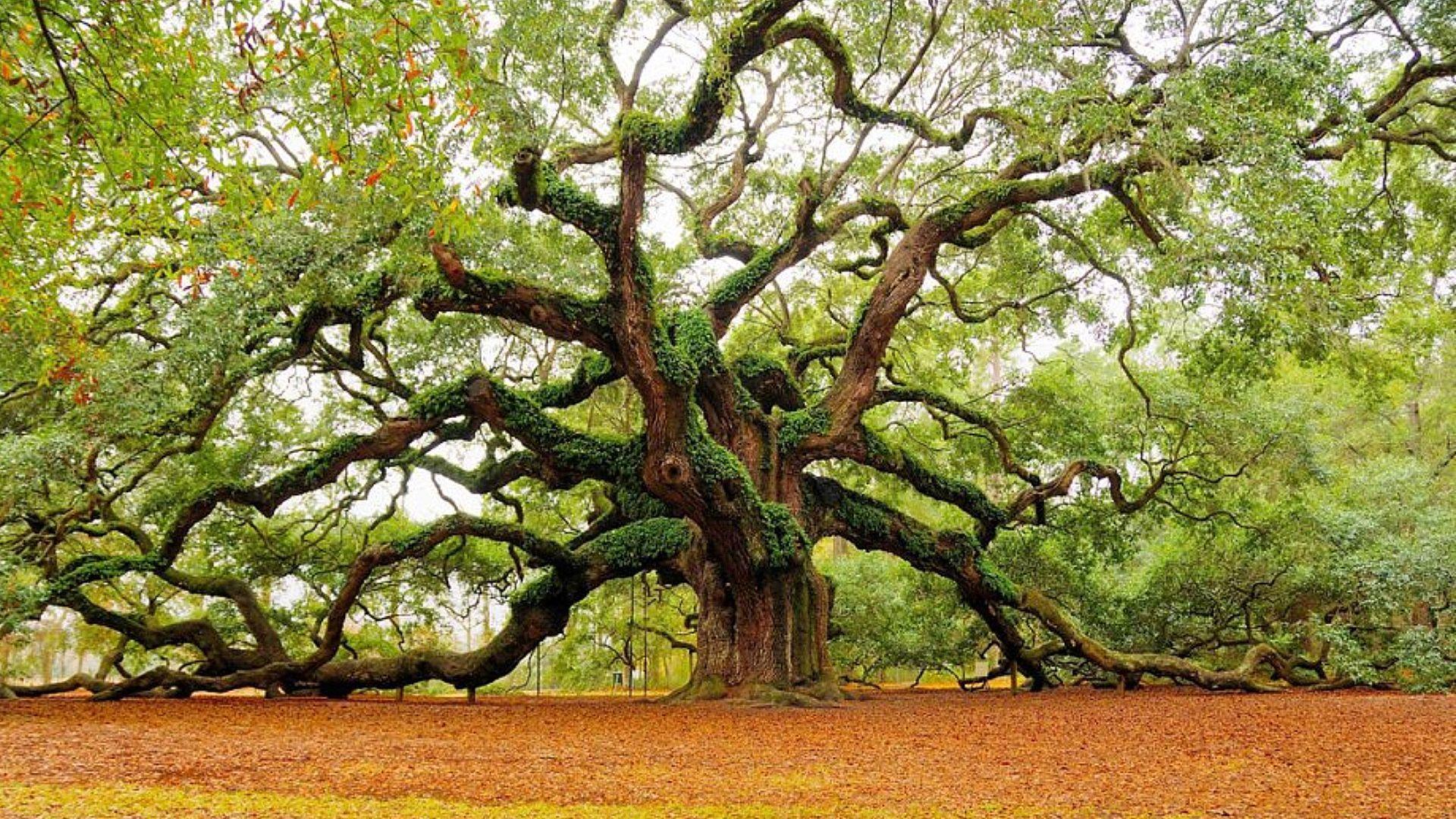 Oak Tree Wallpaper and Background Image