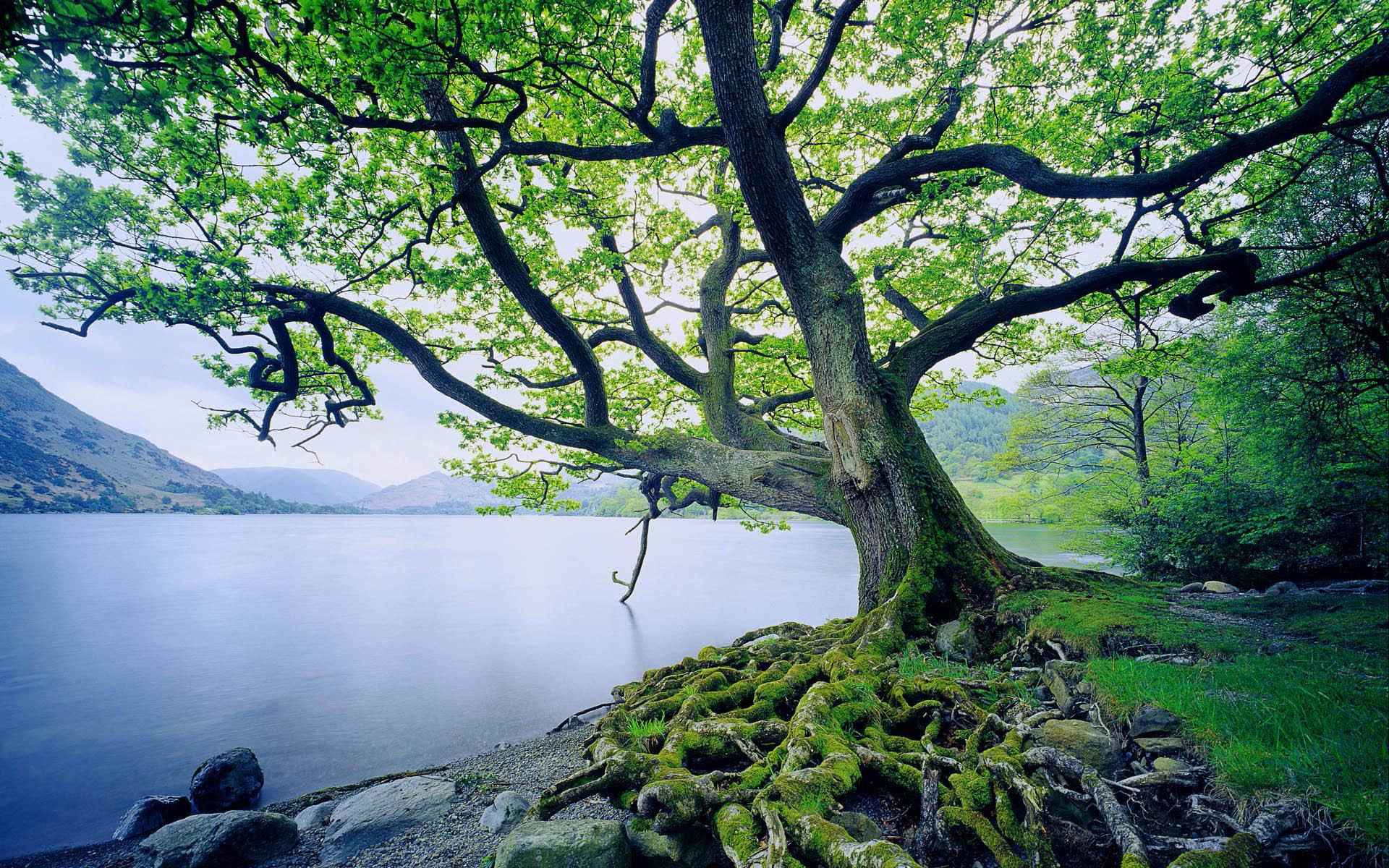 Oak Tree HD Wallpaper