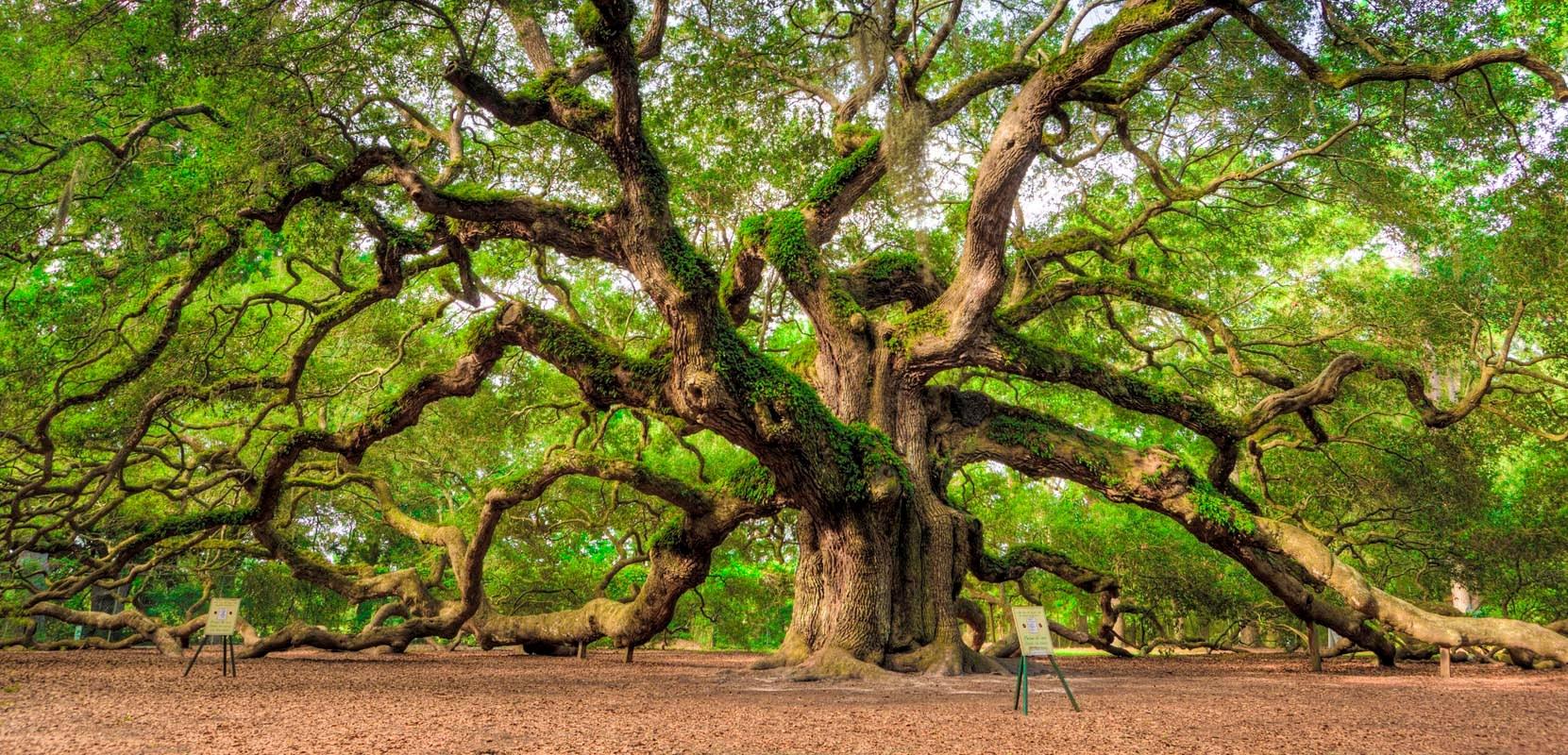 Angel Oak Tree Wallpaper and Background Image