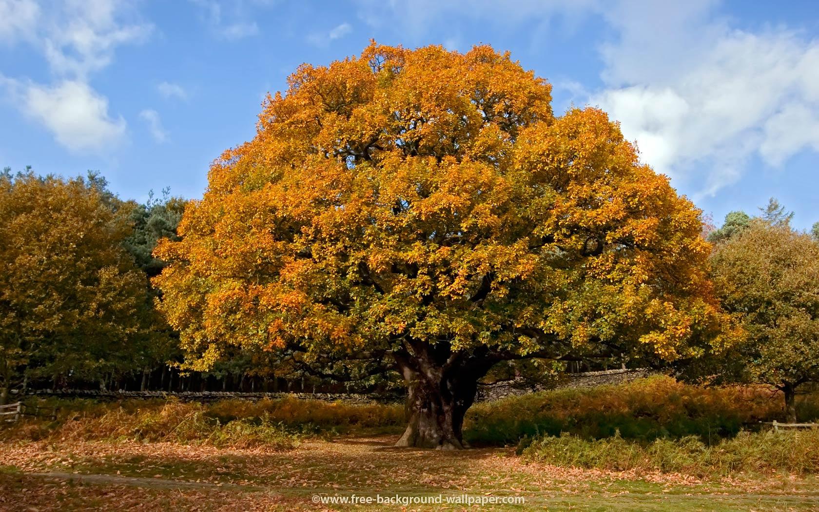 Oak Tree in Autumn Tree Background