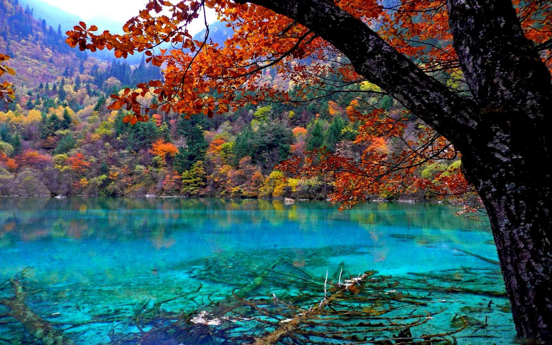 Lake With Crystal Clear Water Oak Tree With Red Leaves Widescreen