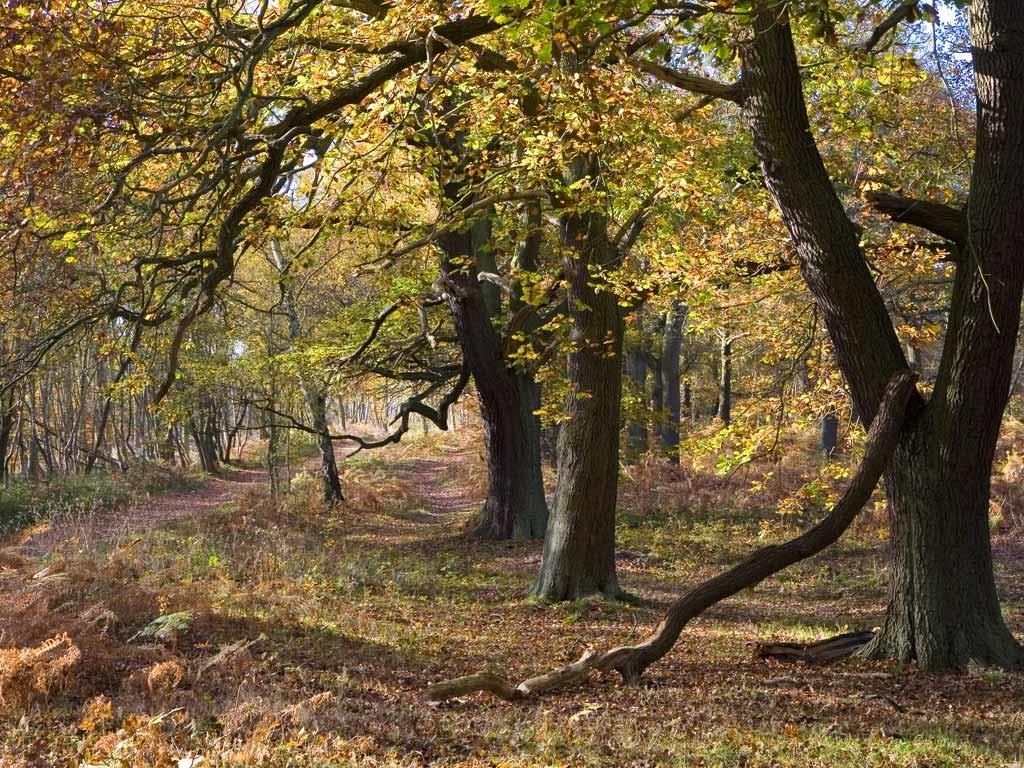 Forests: Oak Autumn Trees Pretty Oaks Gnarly Rocks Forest Desktop