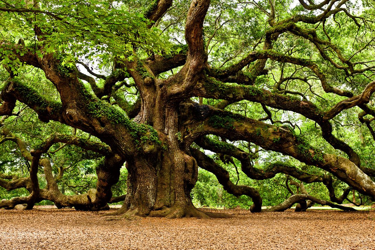 Incredible Pics: Oak Trees, Amazing Oak Trees Image Collection LL
