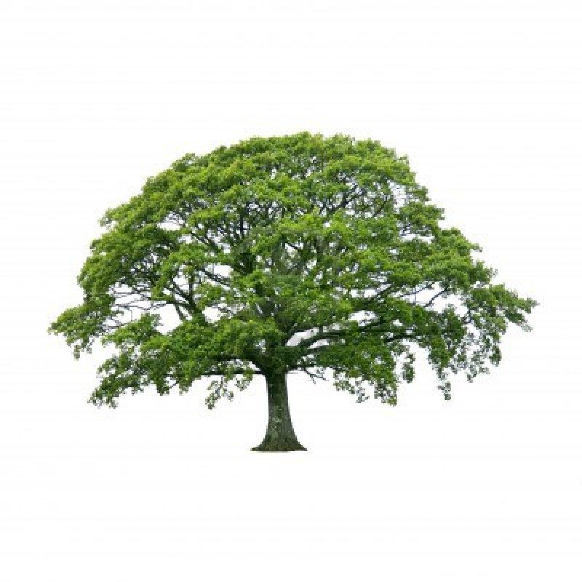 590x350px 69.71 KB Oak Tree