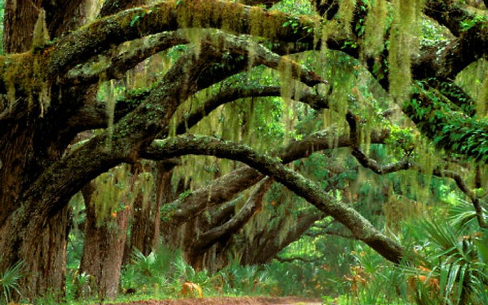 Oak Tree Moss HD Wallpaper, Background Image